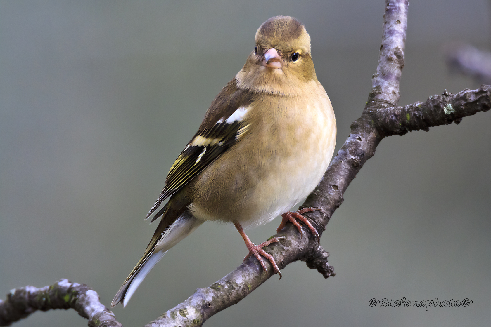 Just closely, no crop