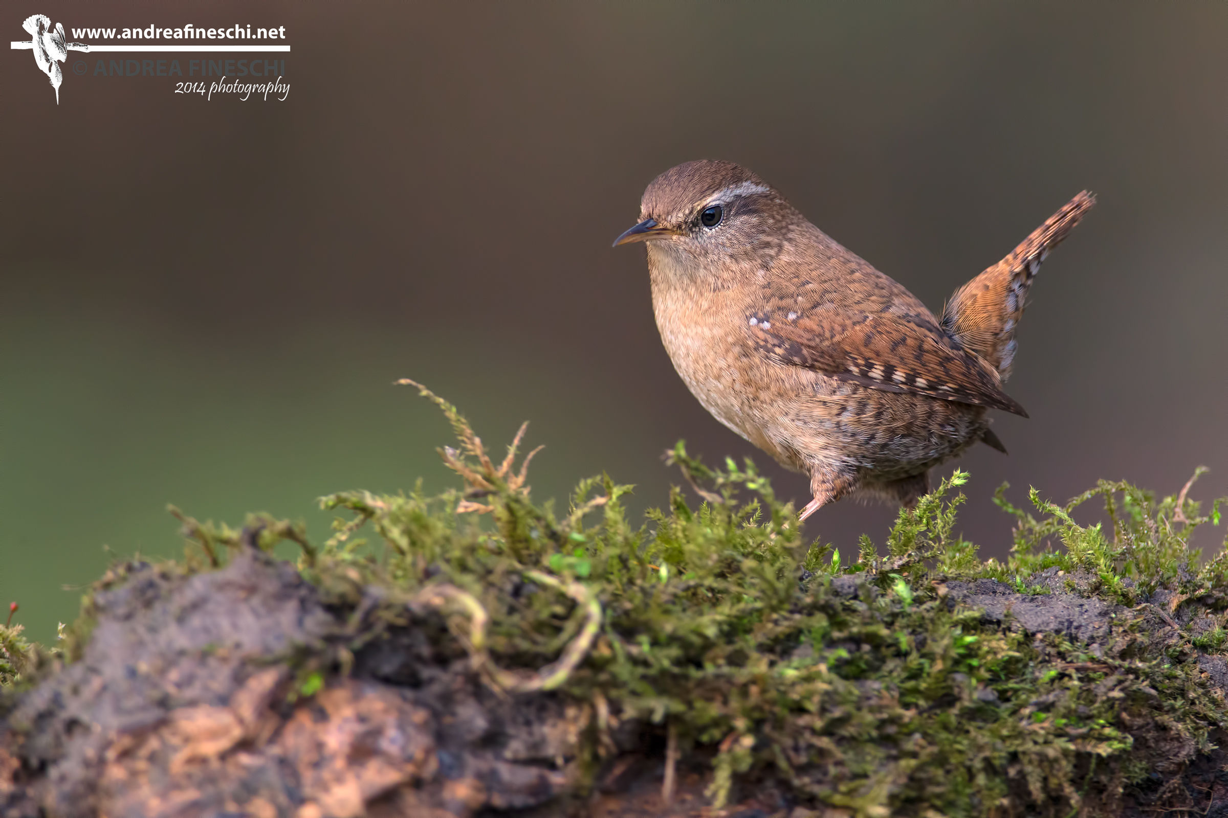 Wren
