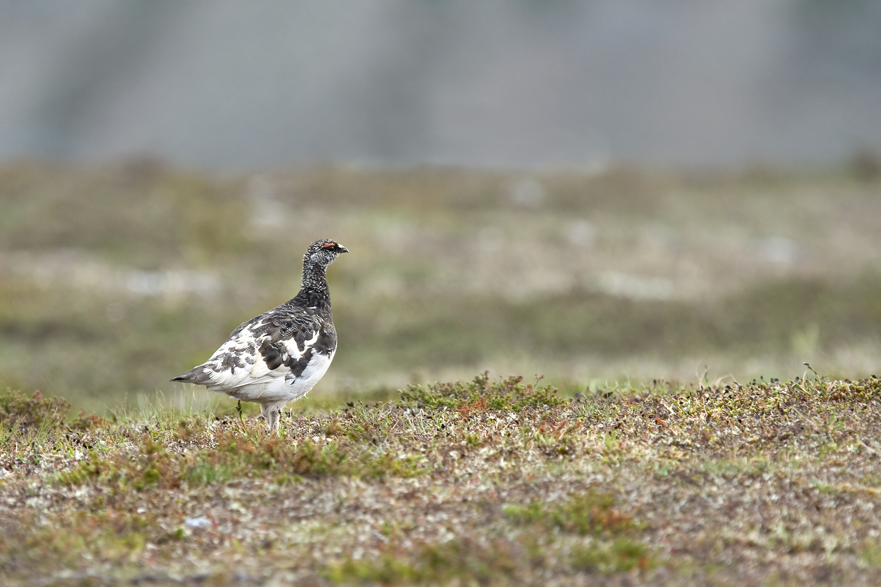 Pernice bianca sull'altipiano