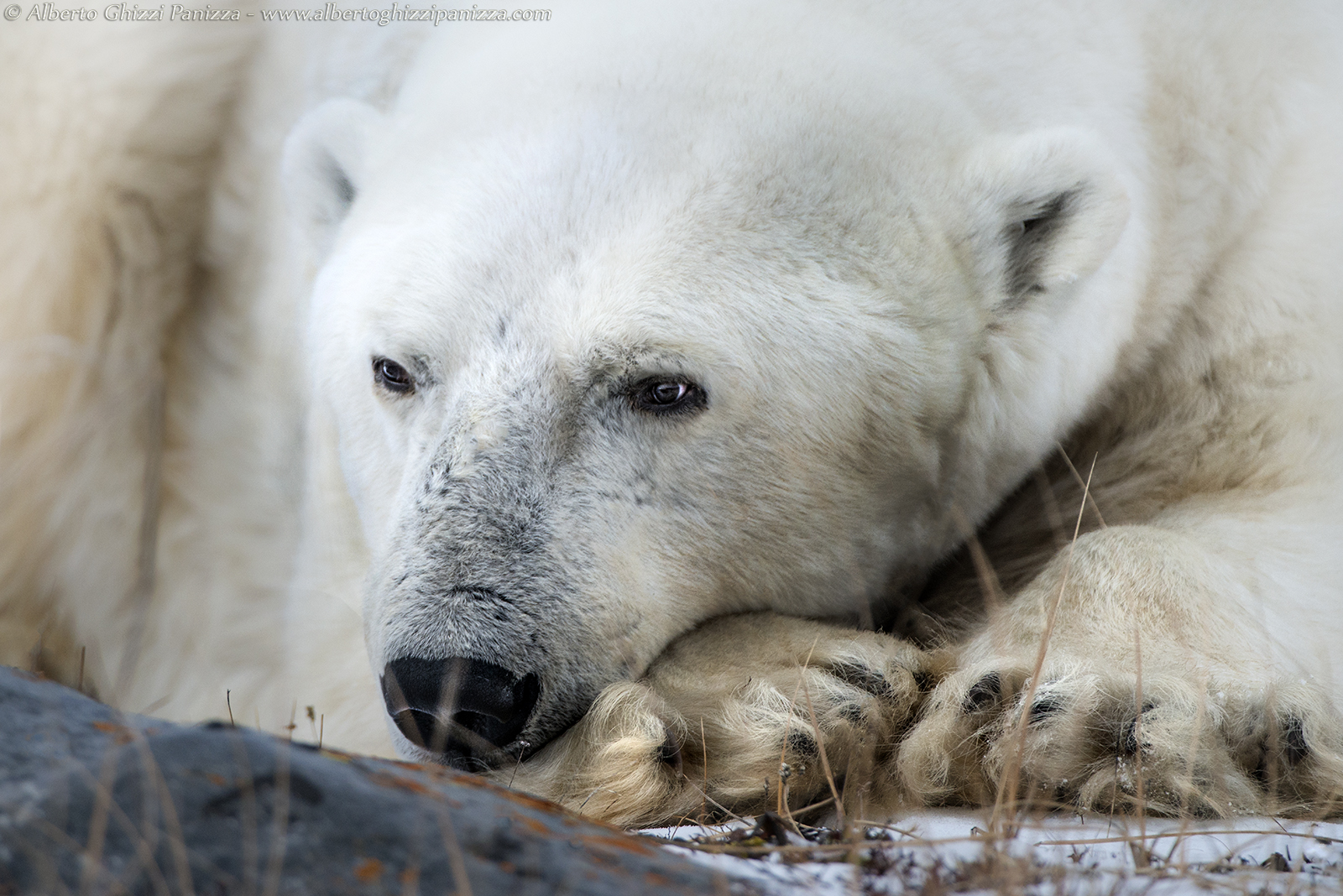 The thoughts of a polar bear