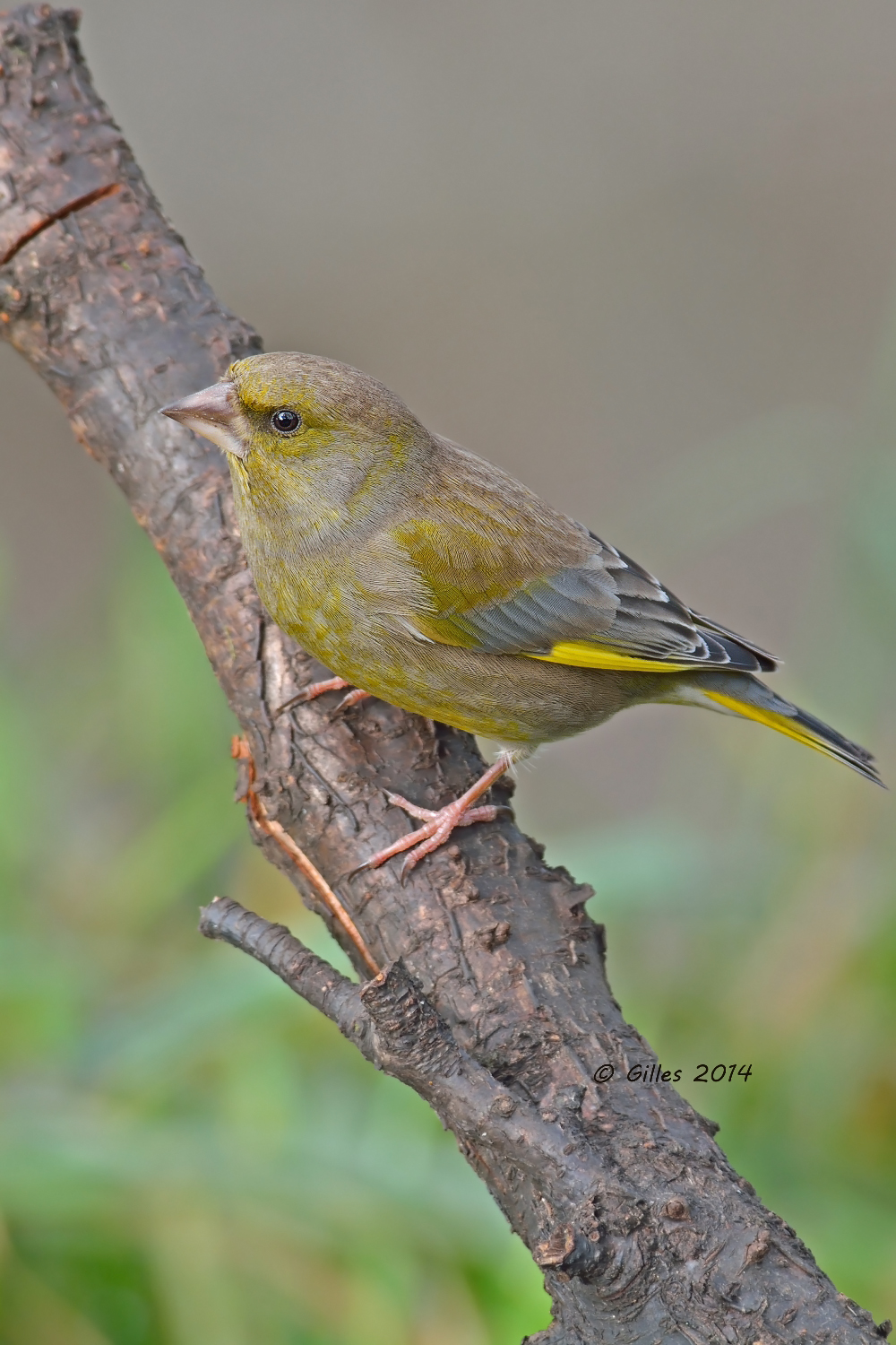 Verdone (Carduelis chloris)