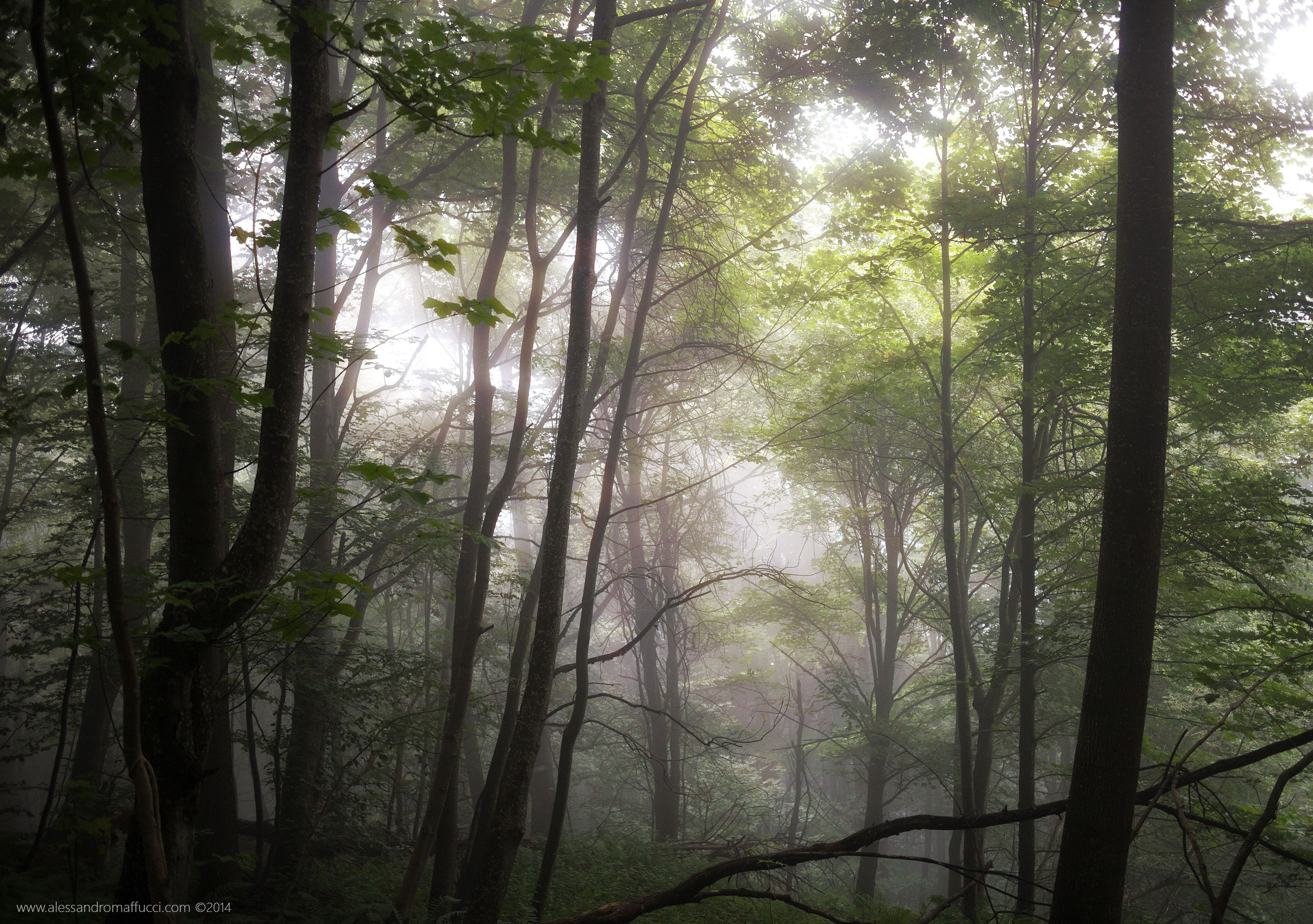 Enchanted forest ...