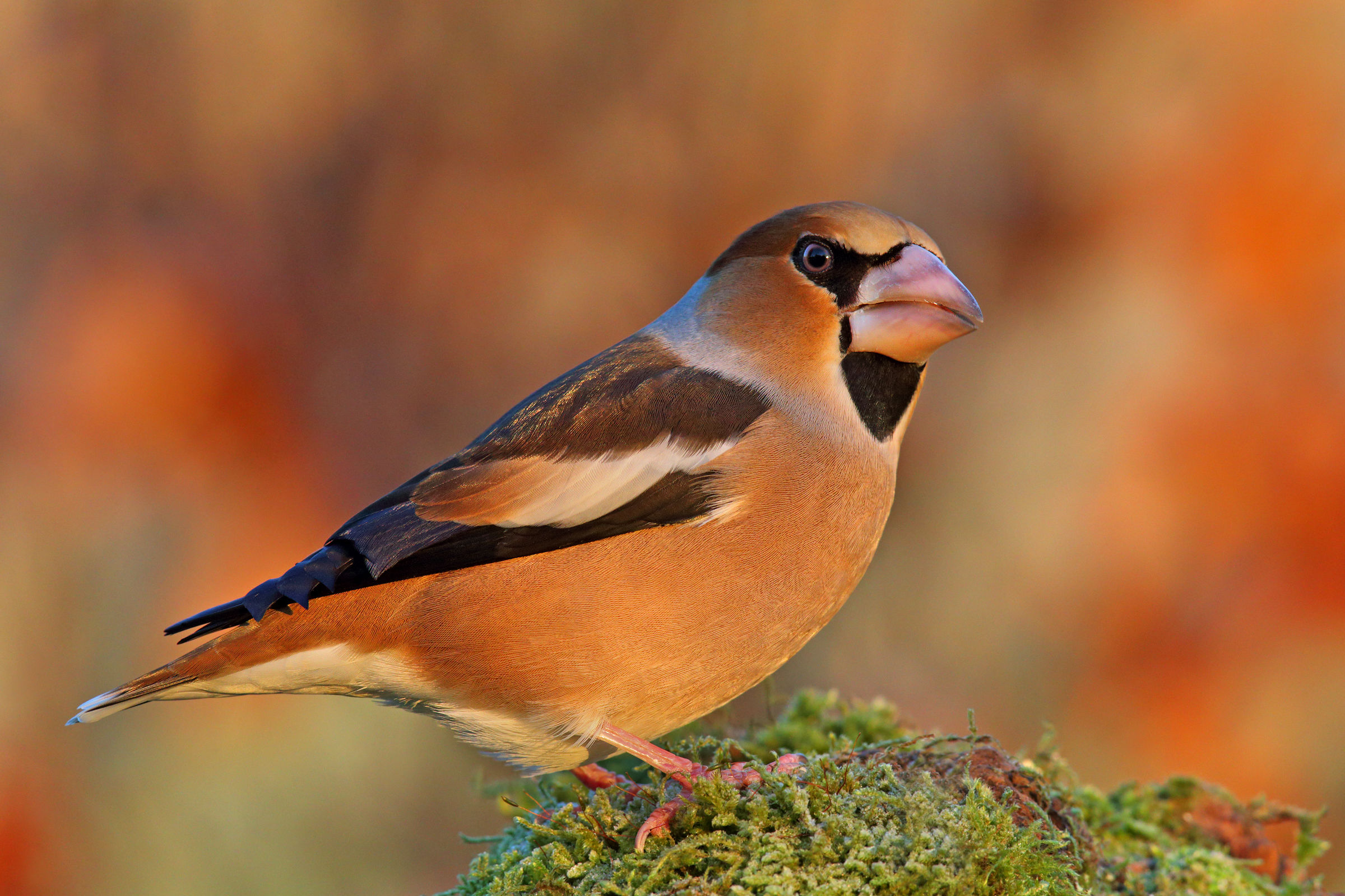 Hawfinch