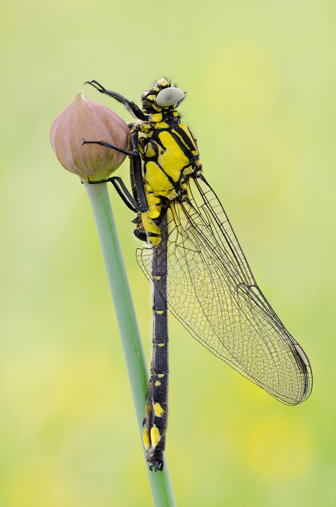 Gomphus vulgatissimus