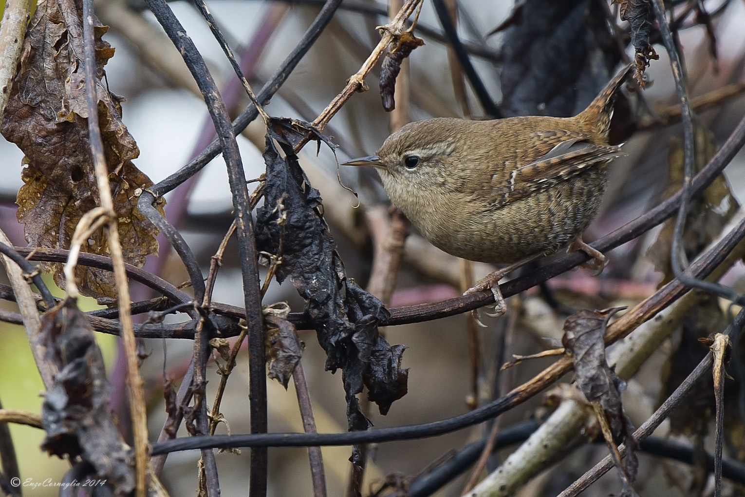 Wren