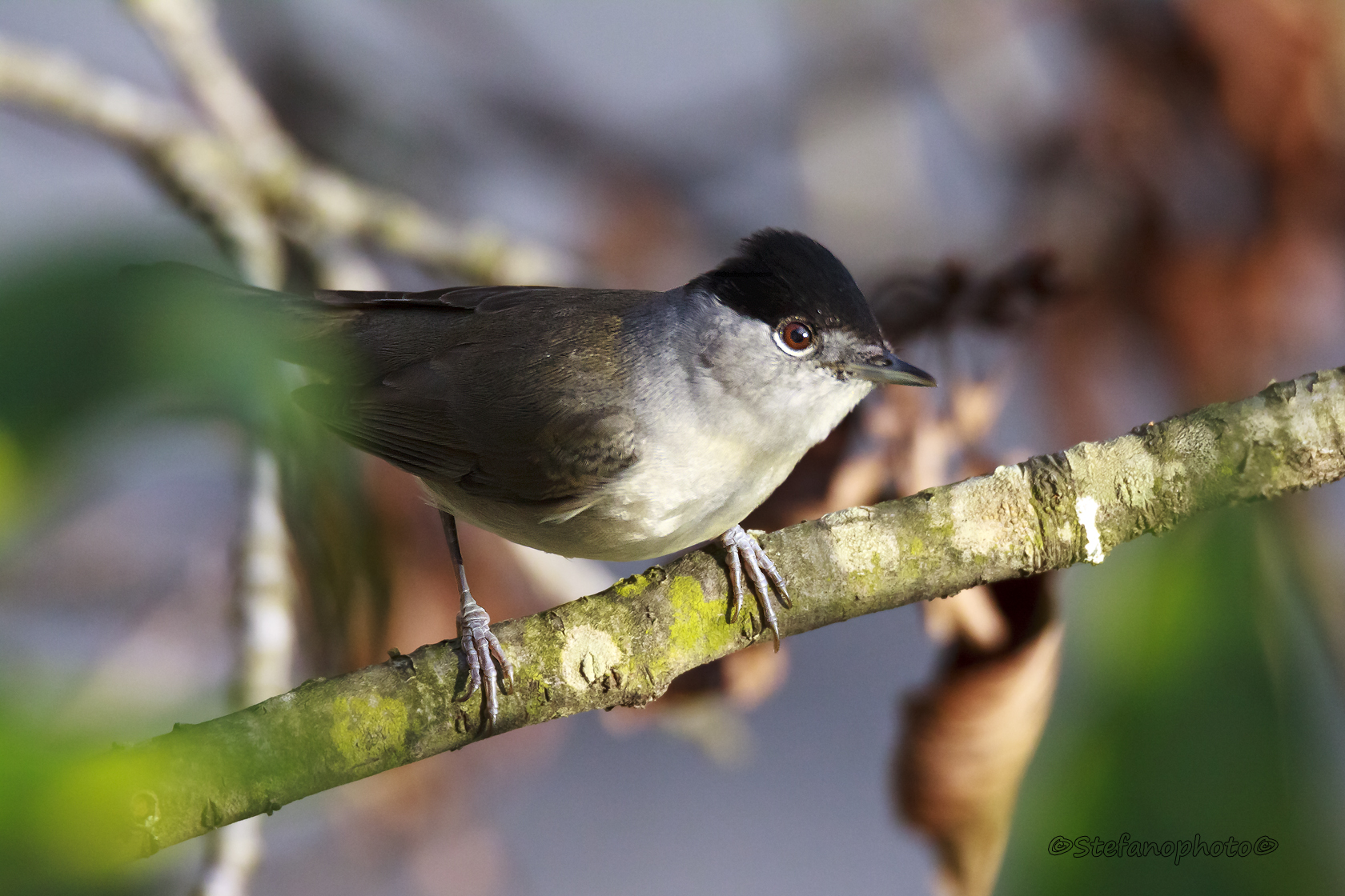 Blackcap