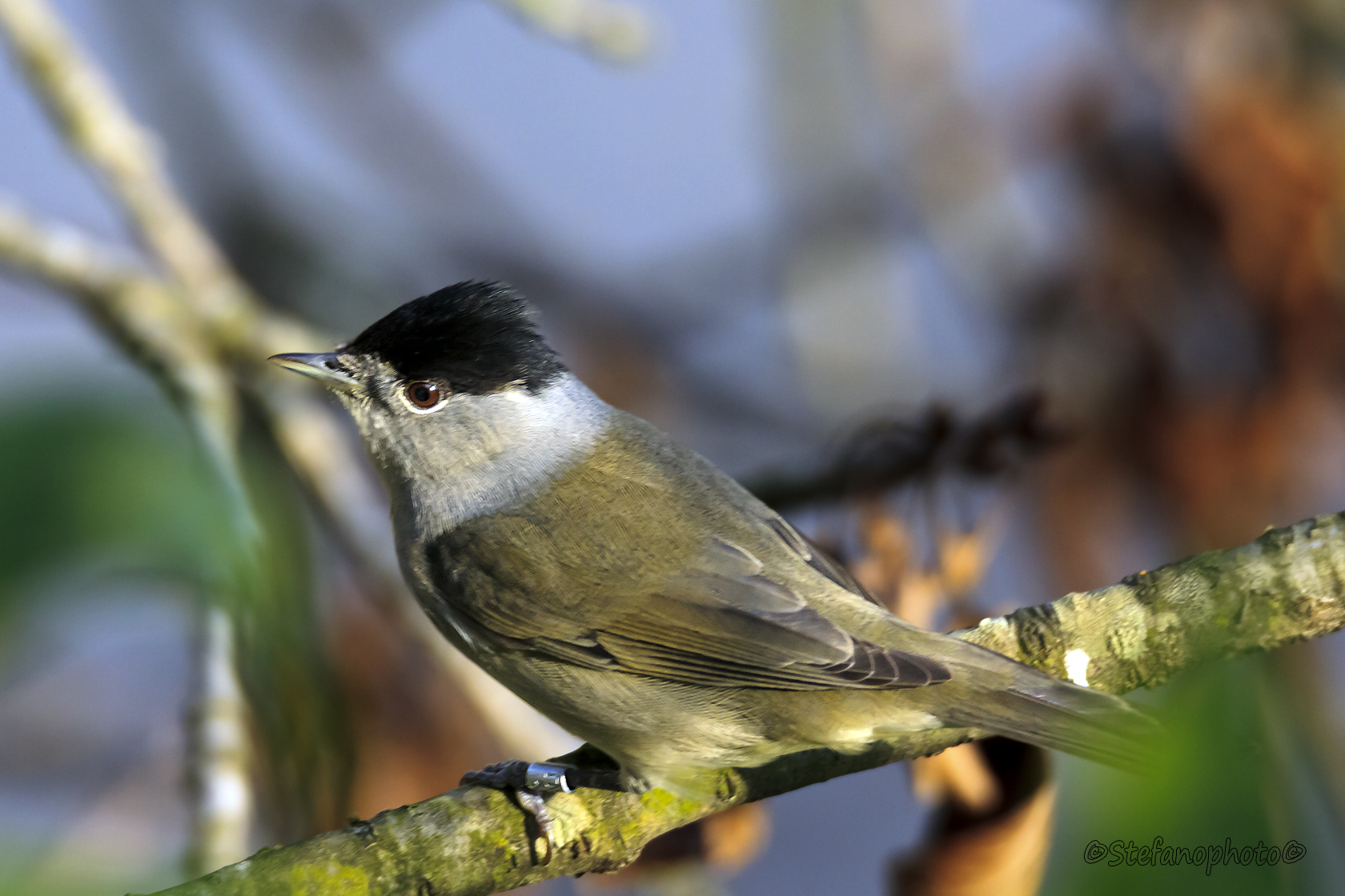 Blackcap with ring