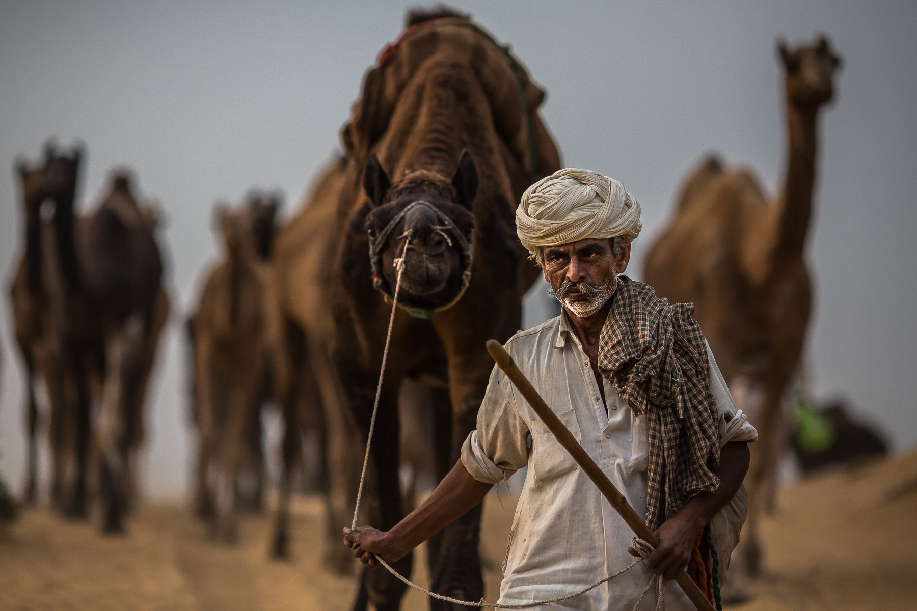 marwari camel trader 2