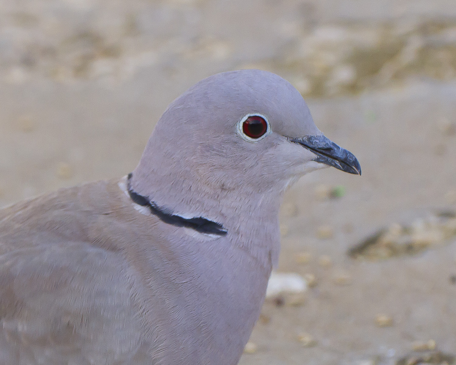 Ritratto...tortoresco