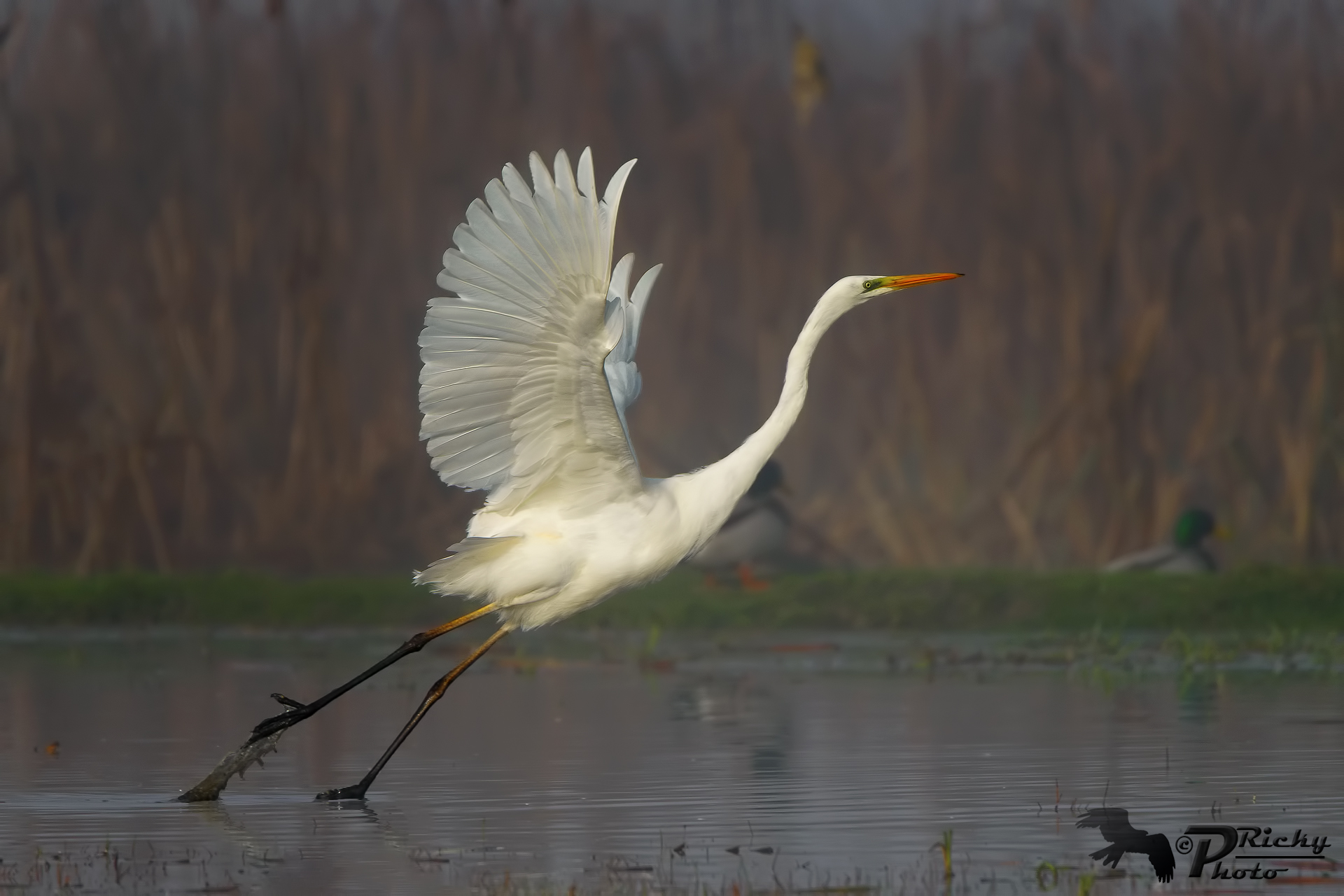 The parade of white in the fog 2!