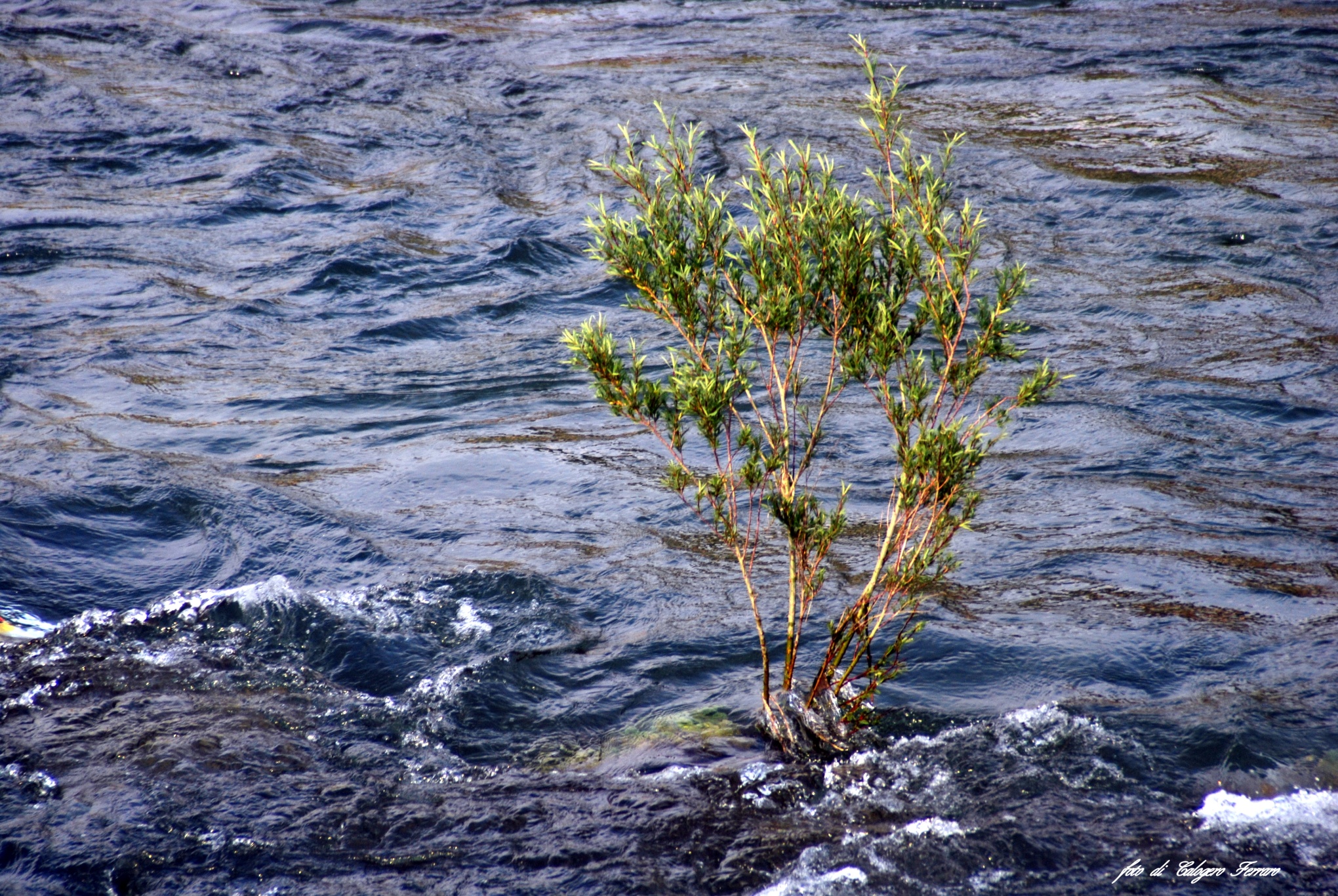 "River Serio" 60th shot