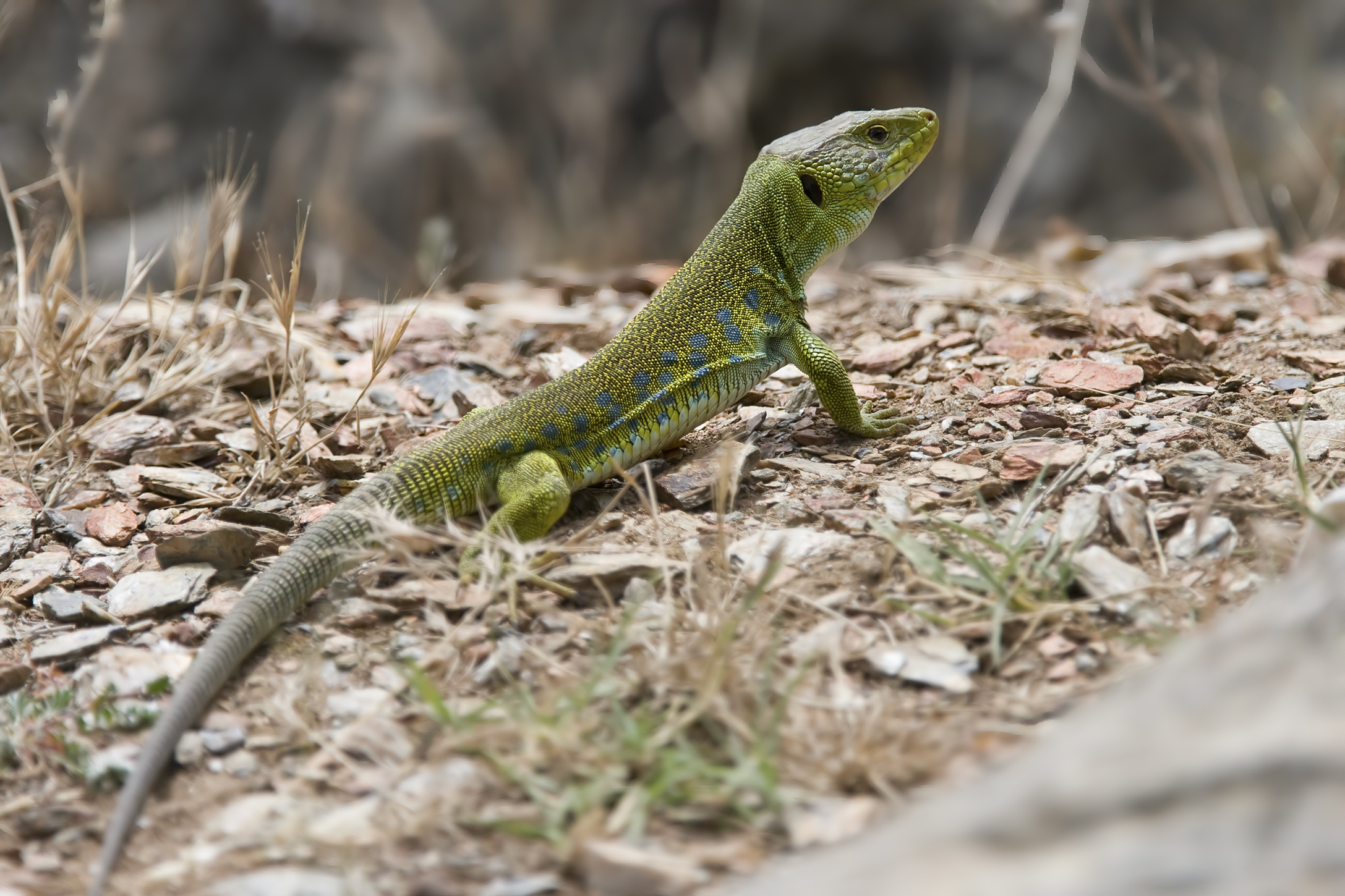 (Timon lepidus)- Lucertola ocellata