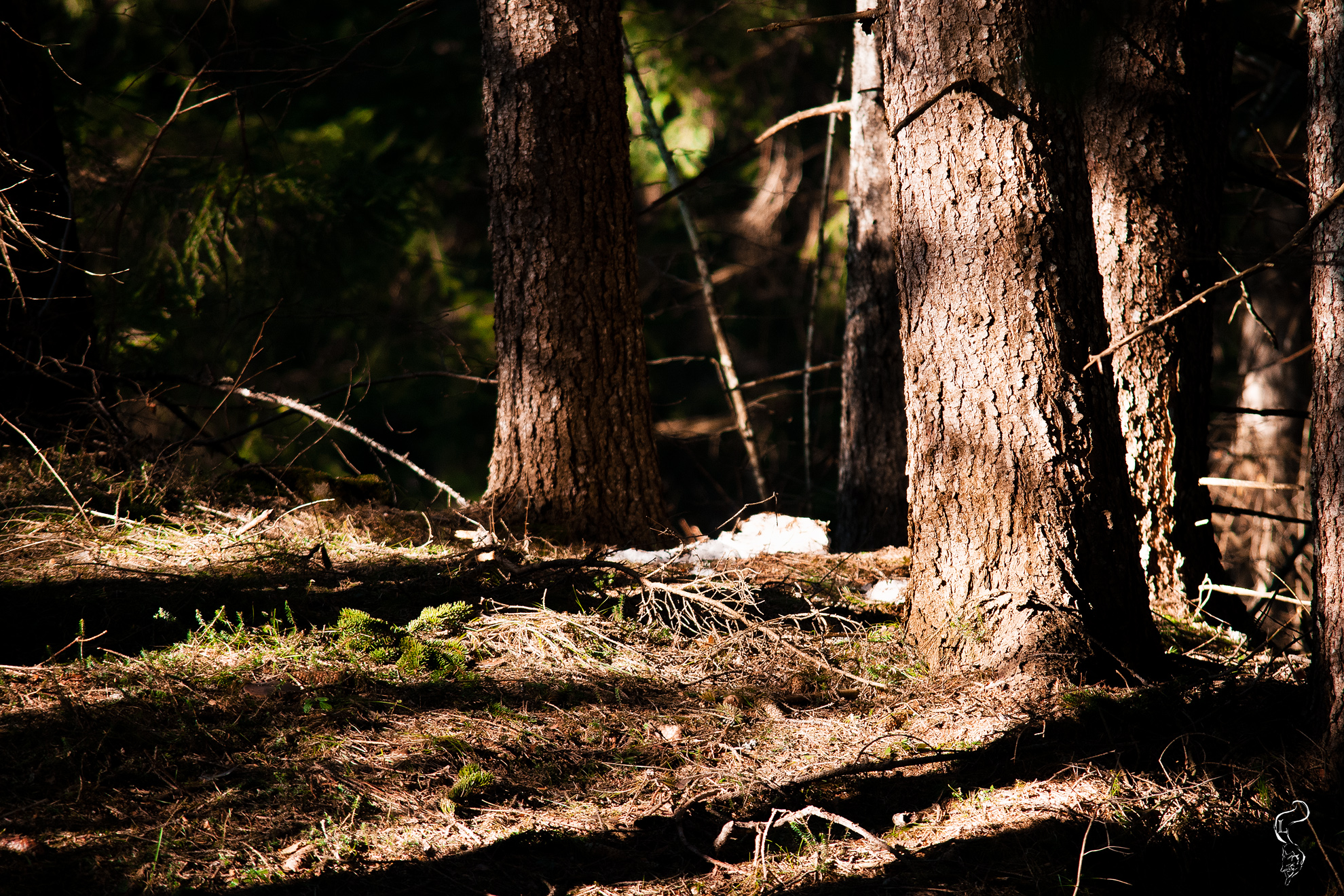 Boschi....luci e ombre