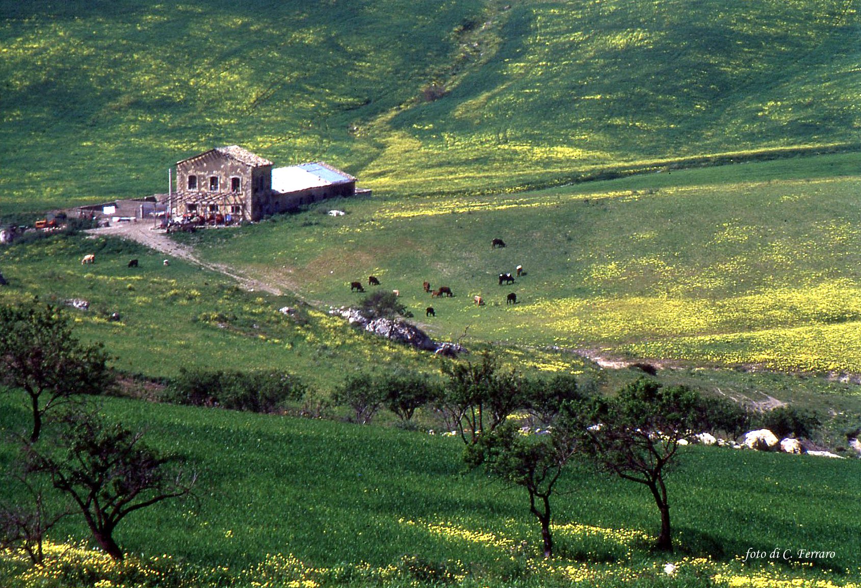 "Contrada Milinciana"