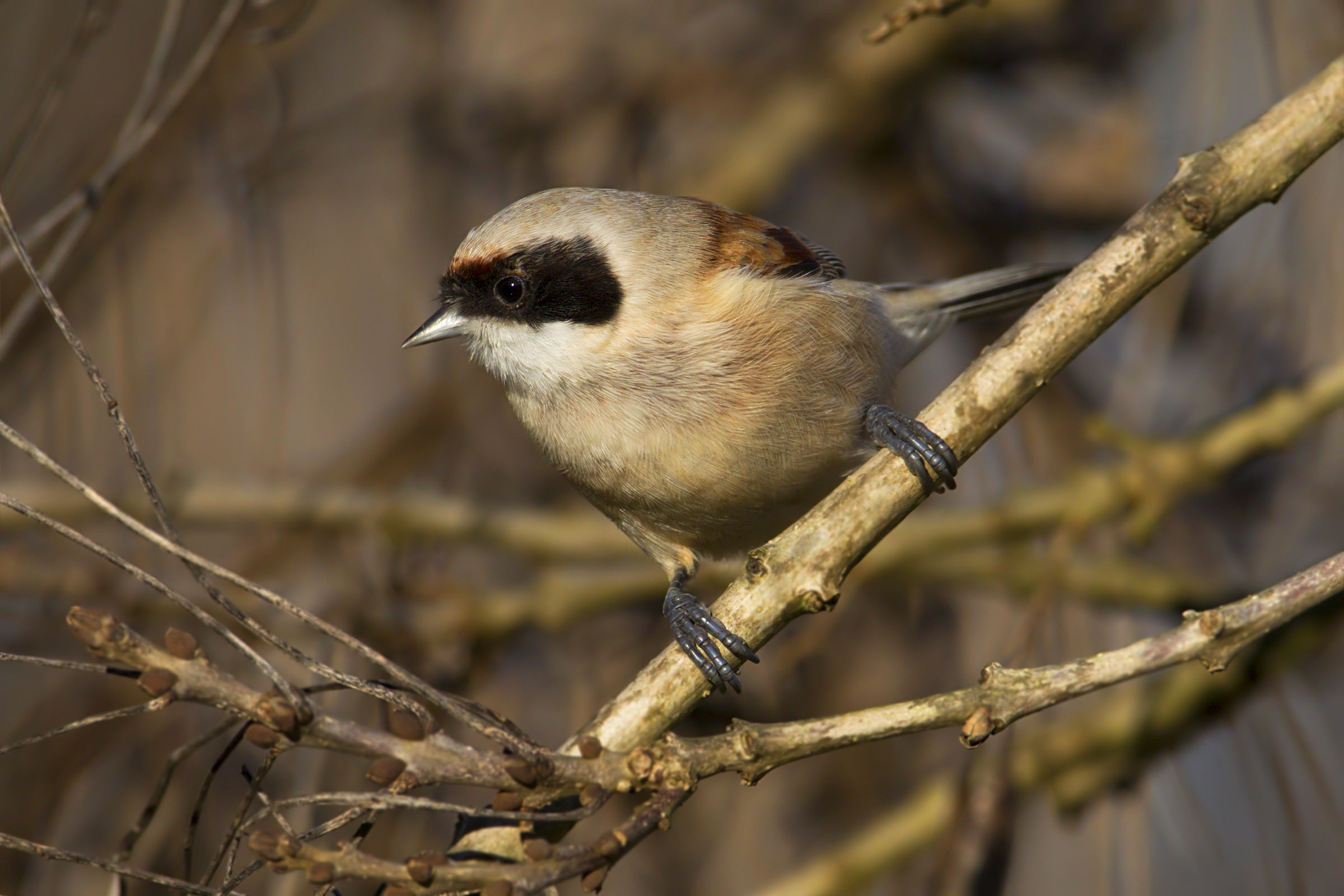 pendolino infrascato