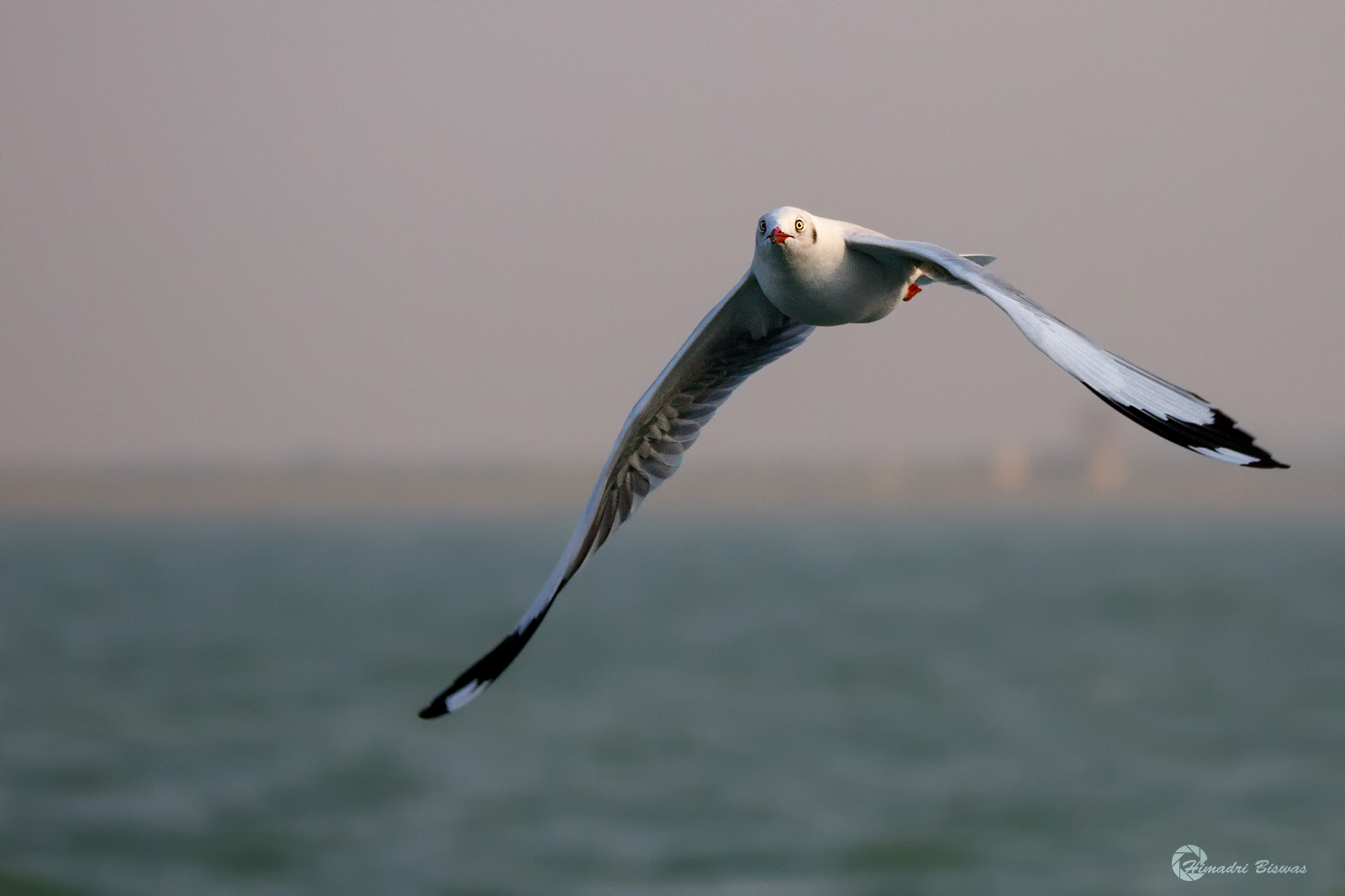 Brown headed gull