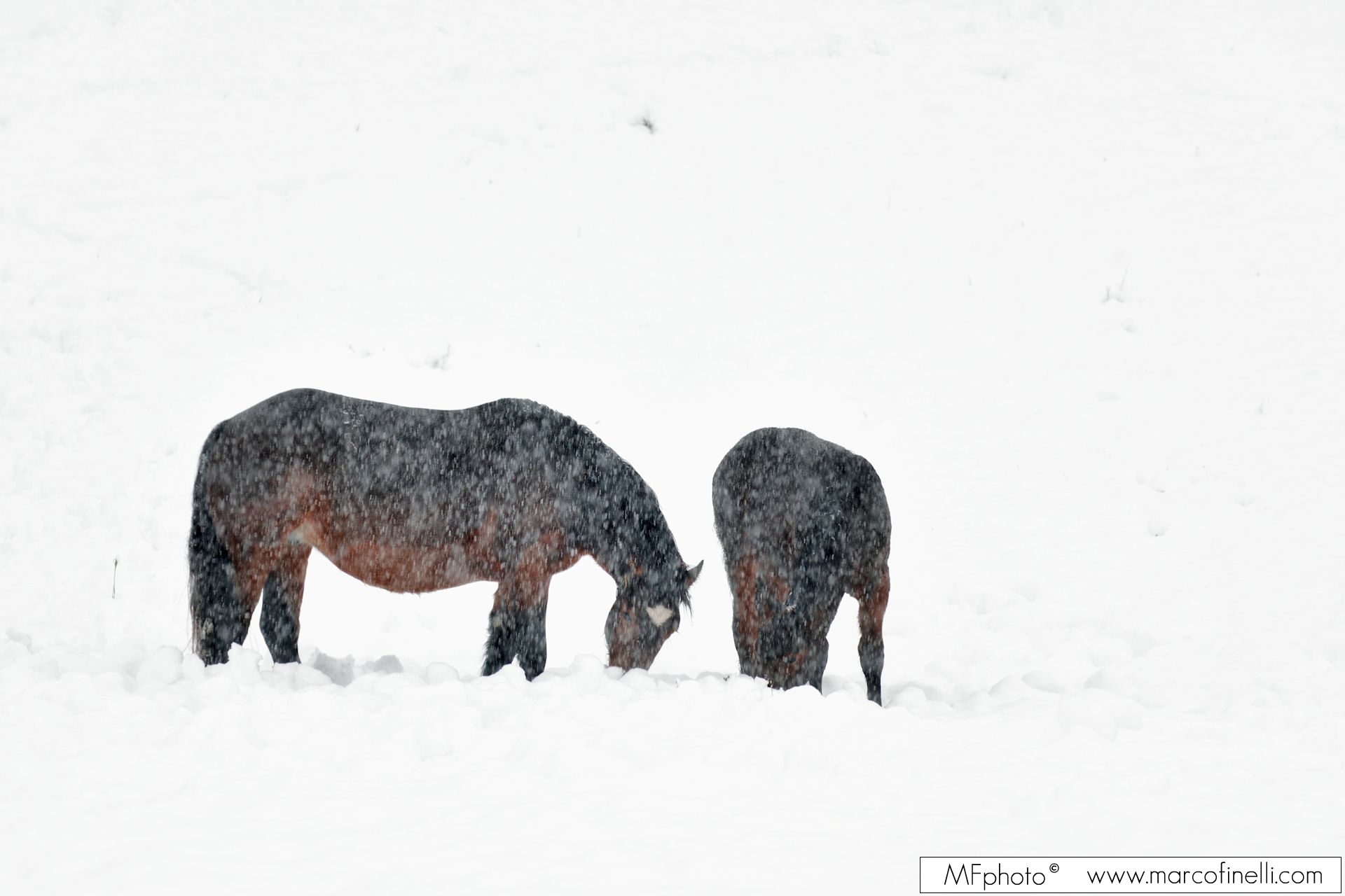 Horses under the snow