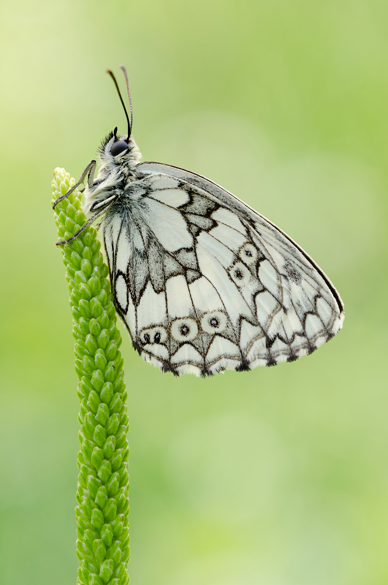 Melanargia galathea