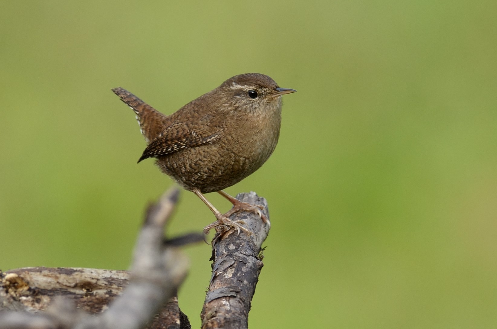 Wren