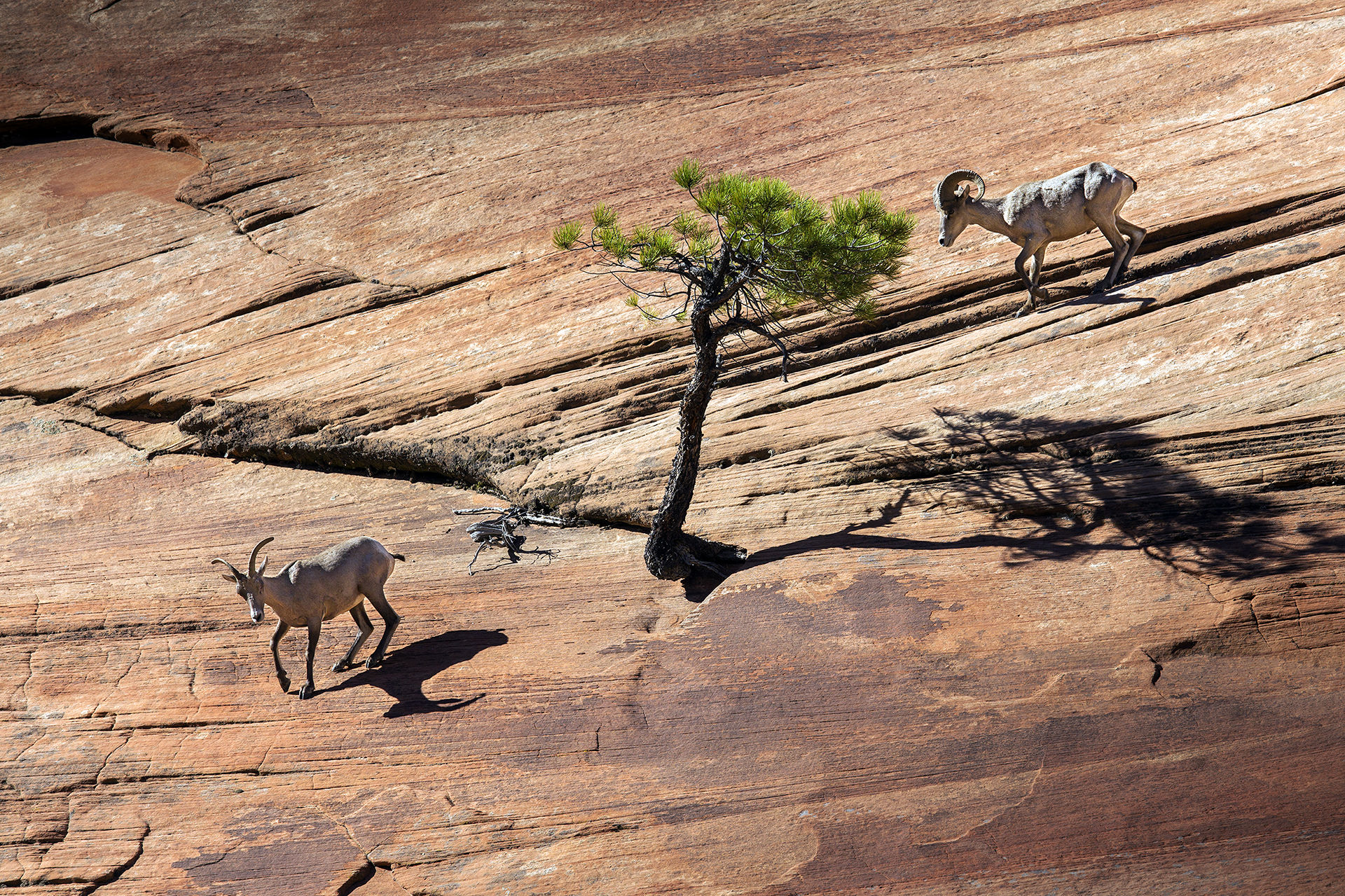 Tracking on the slope