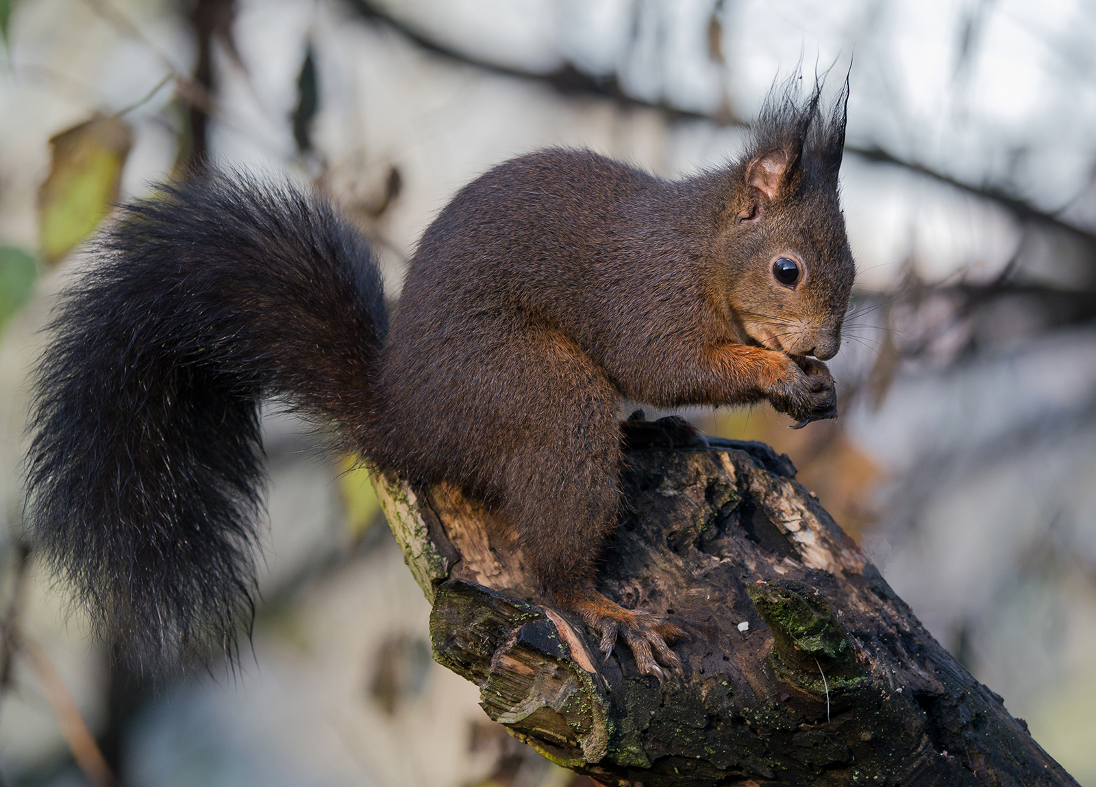 Il divoratore di nocciole ...