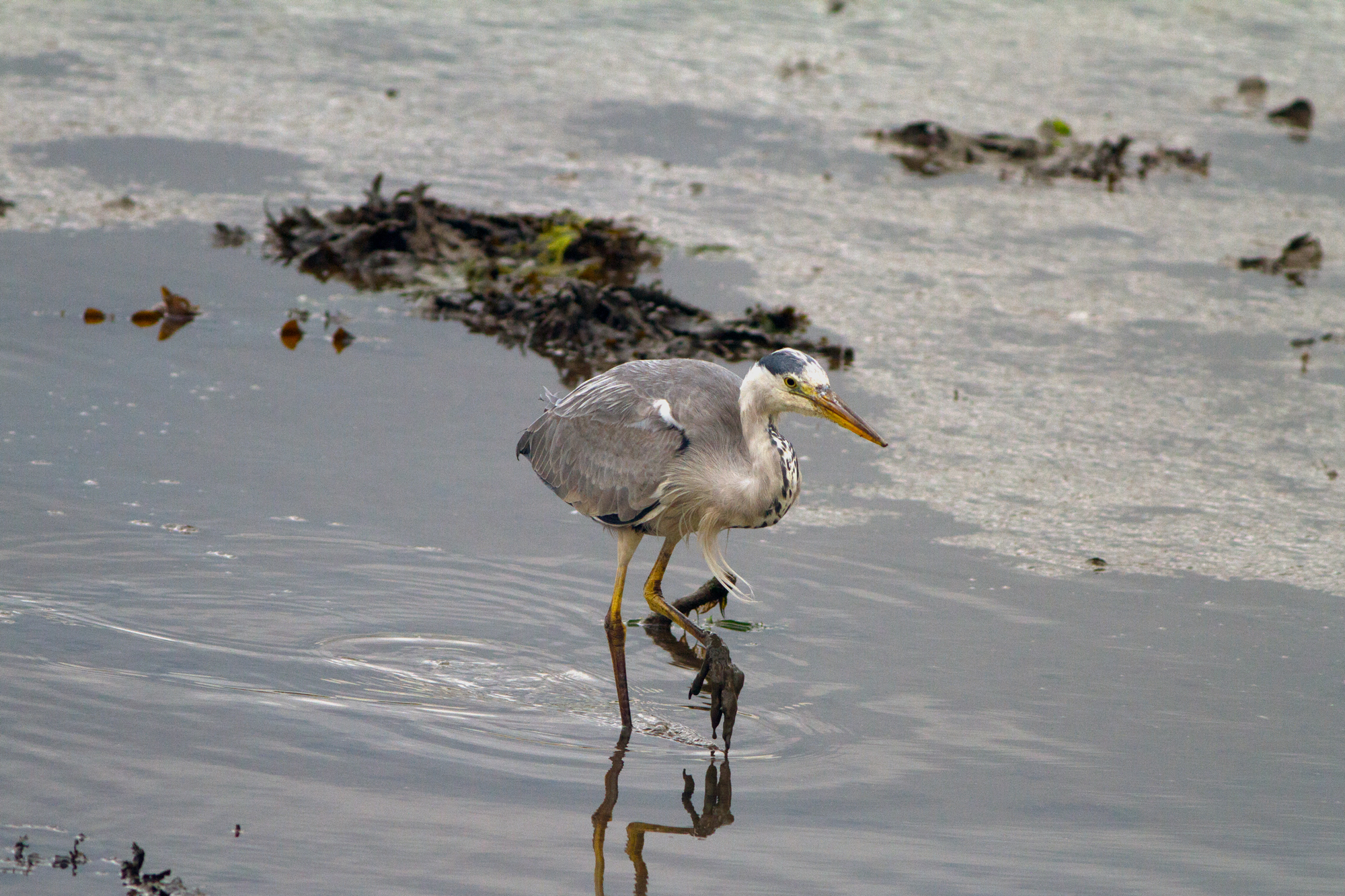 Grey Heron