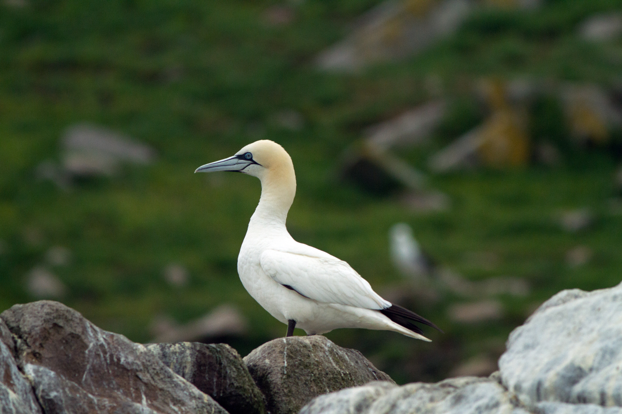 Gannet
