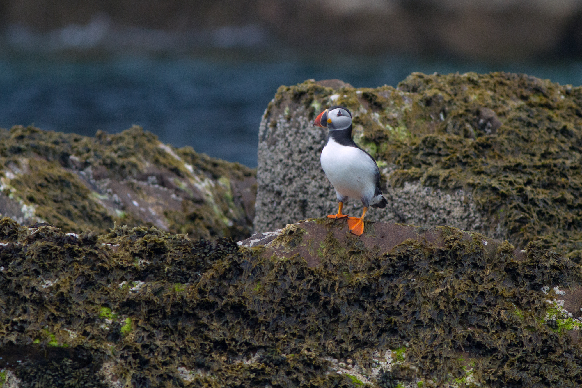 Puffin in Ireland