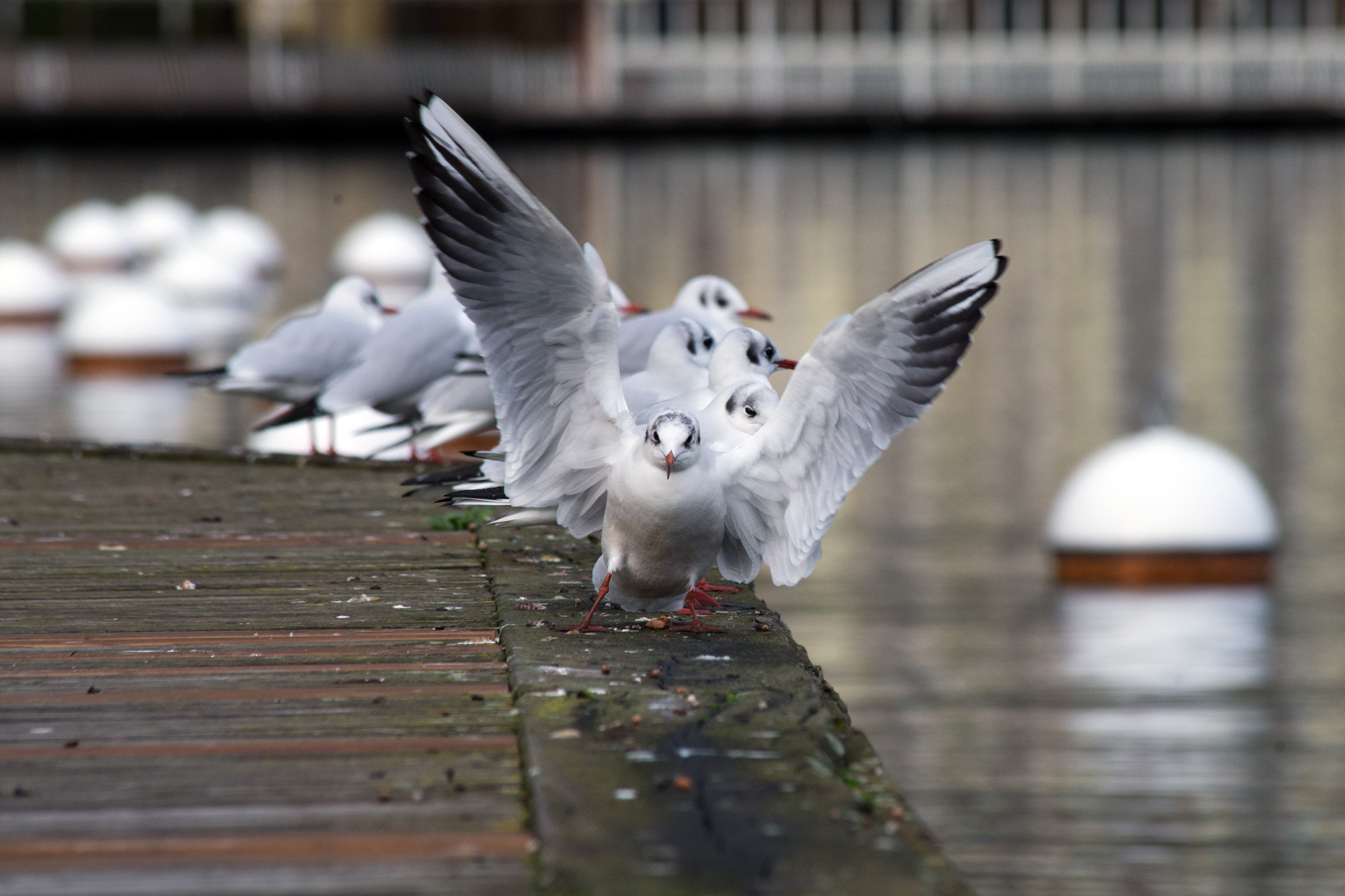 Landing a seagull
