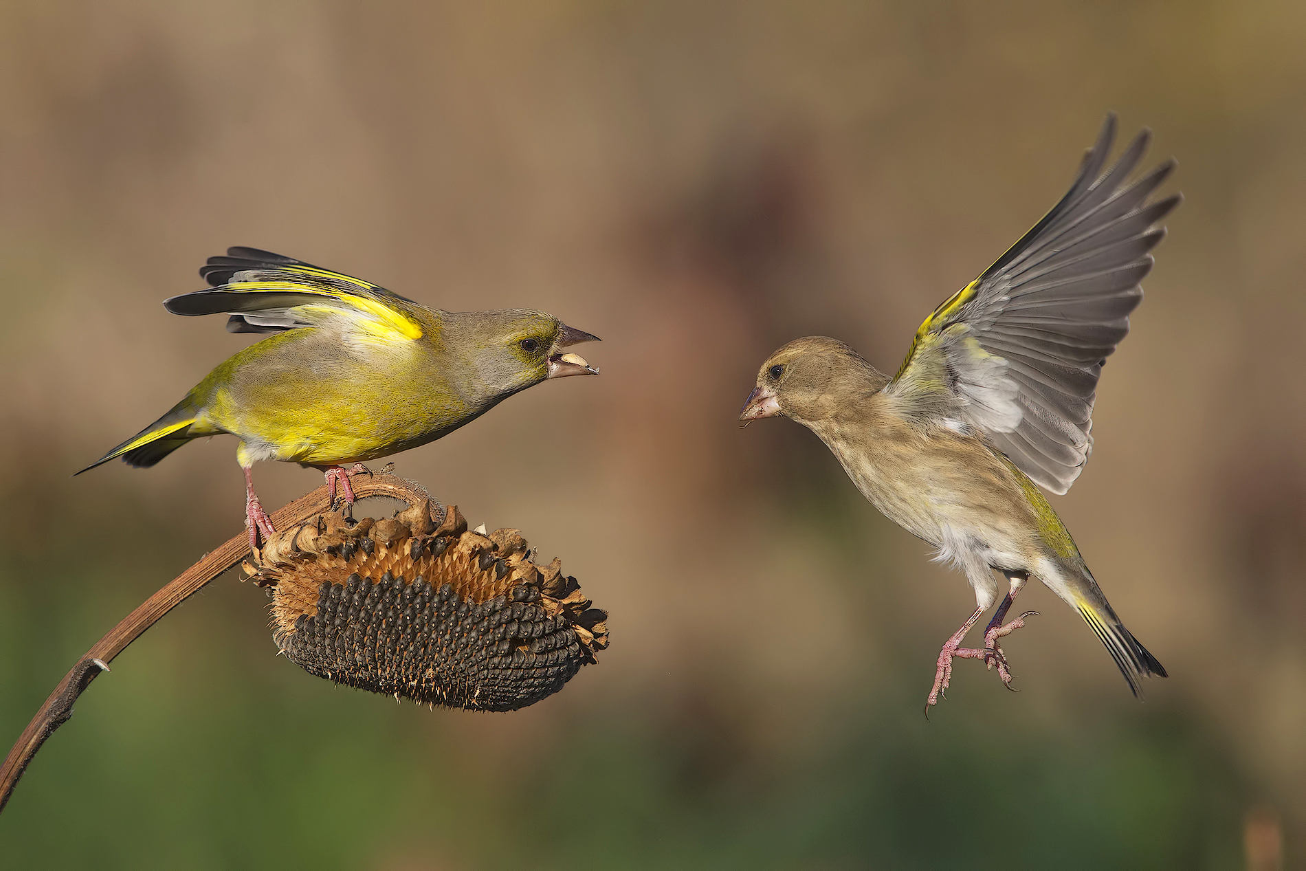 Verdoni (maschio e femmina)