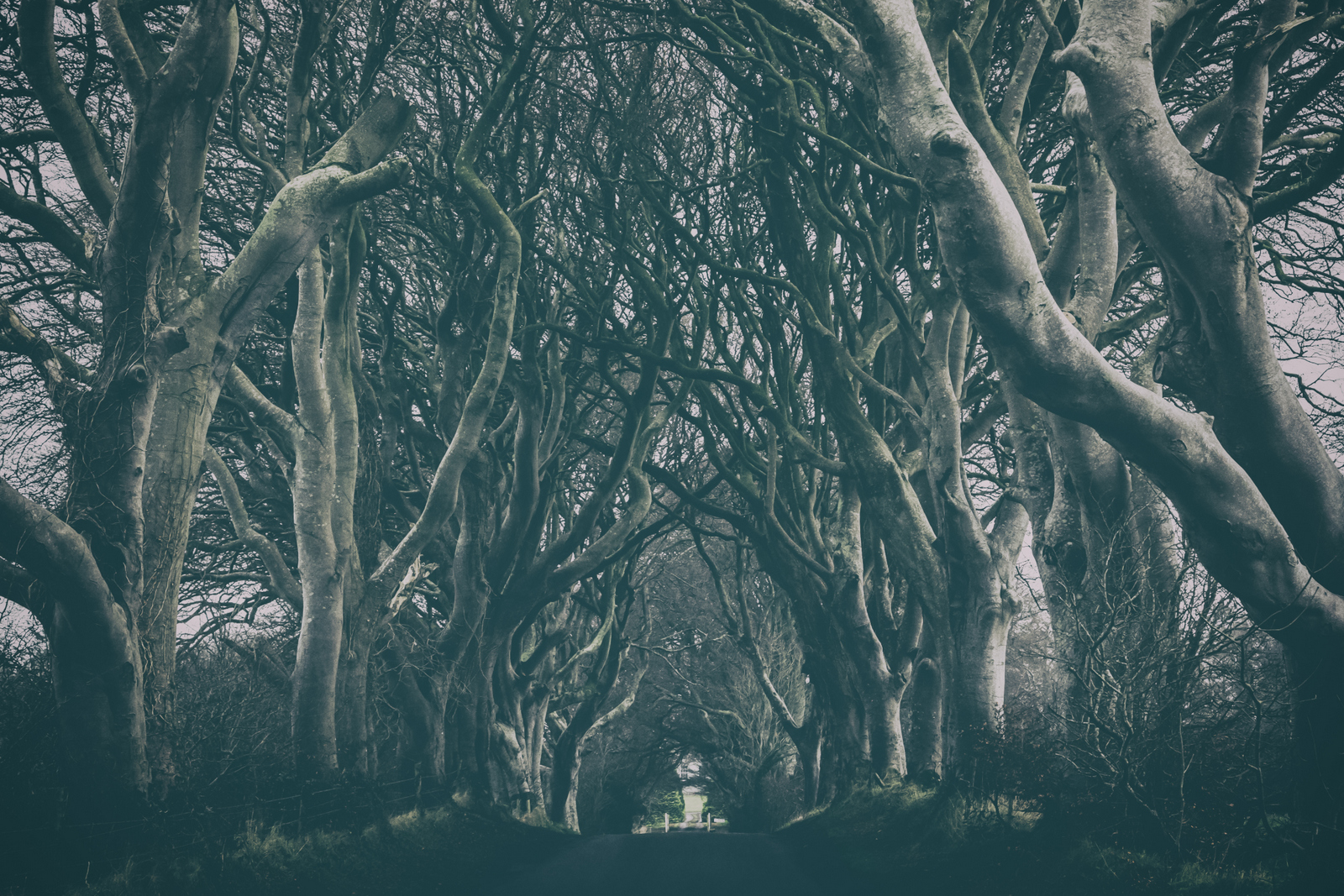 The Dark Hedges