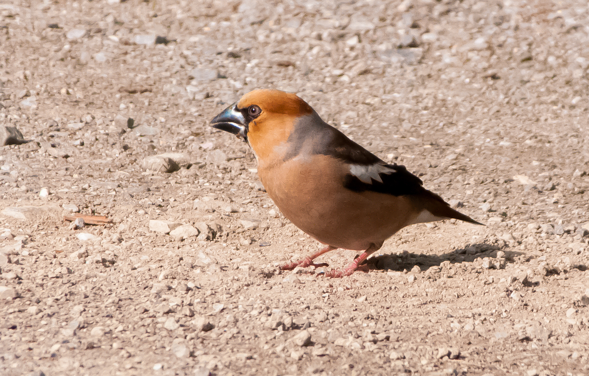 Hawfinch