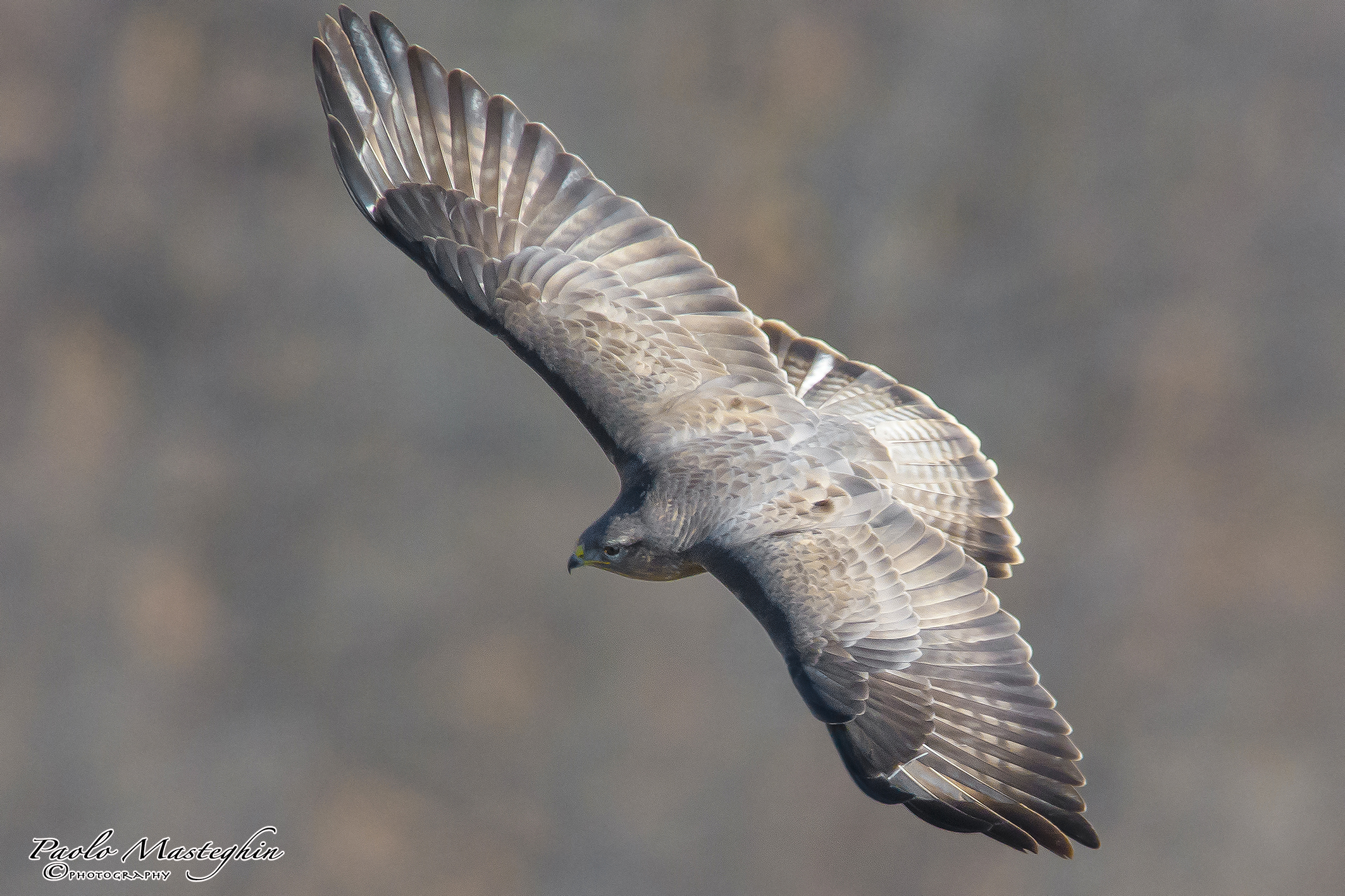 Poiana in volo tattico.