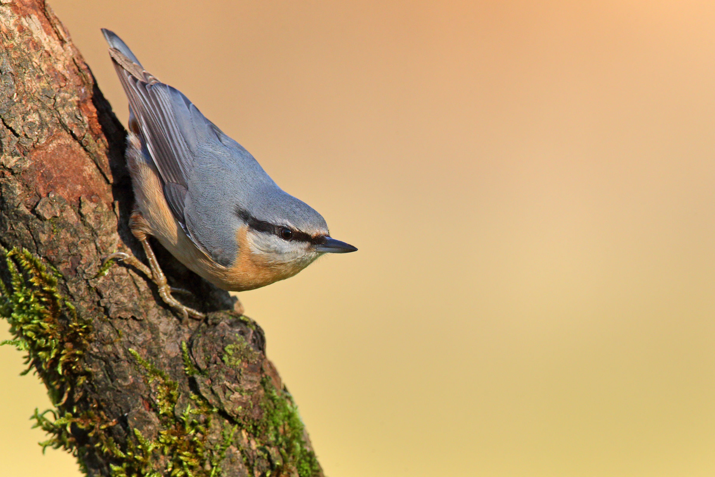 Nuthatch