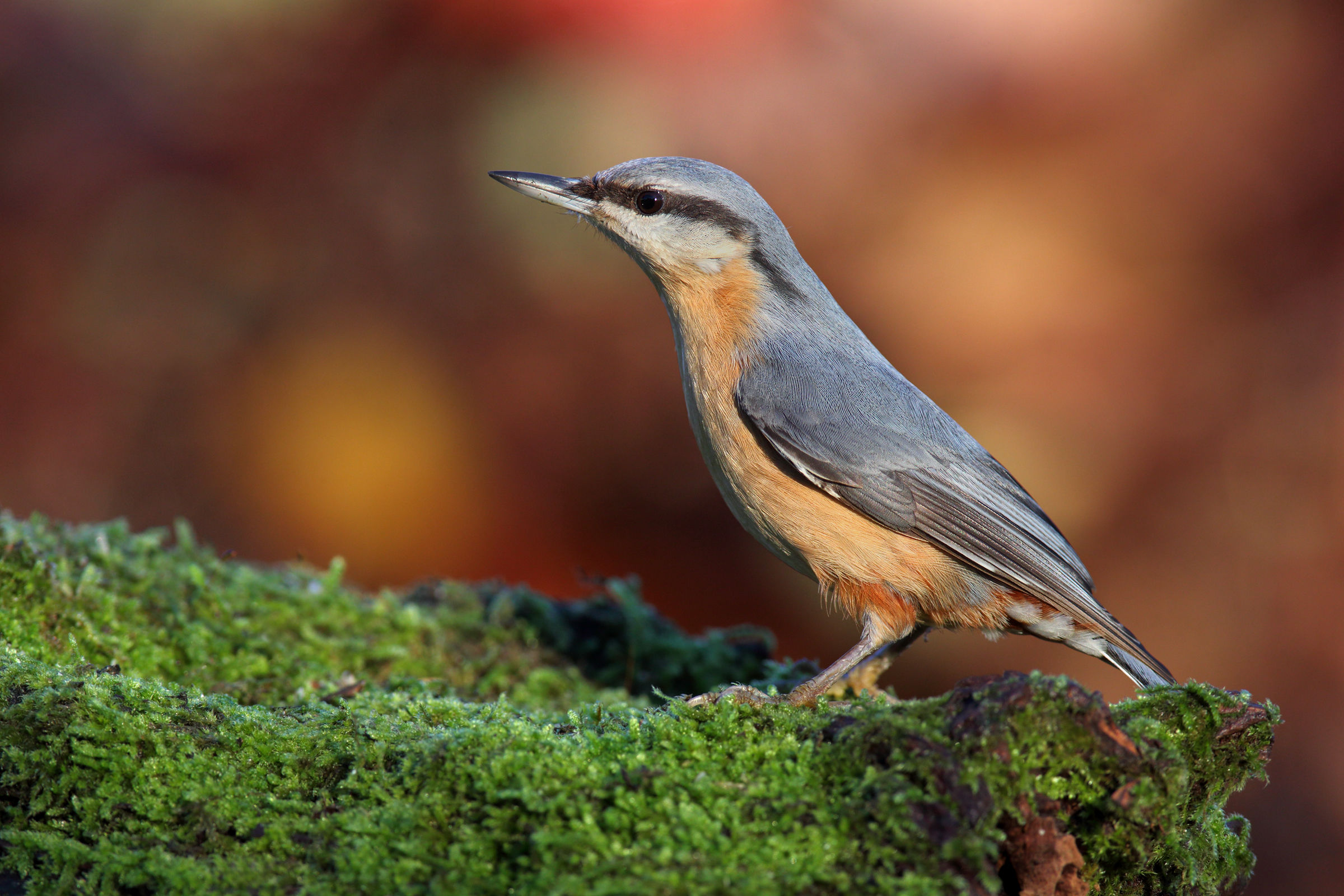 Nuthatch