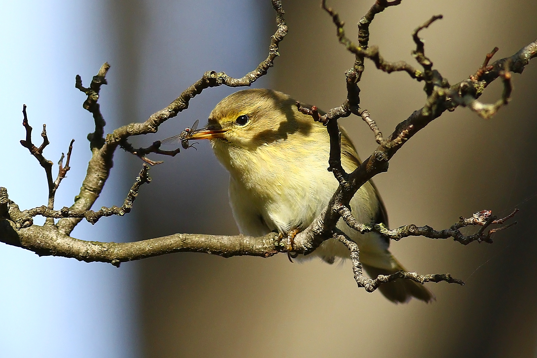 Luì Piccolo con preda