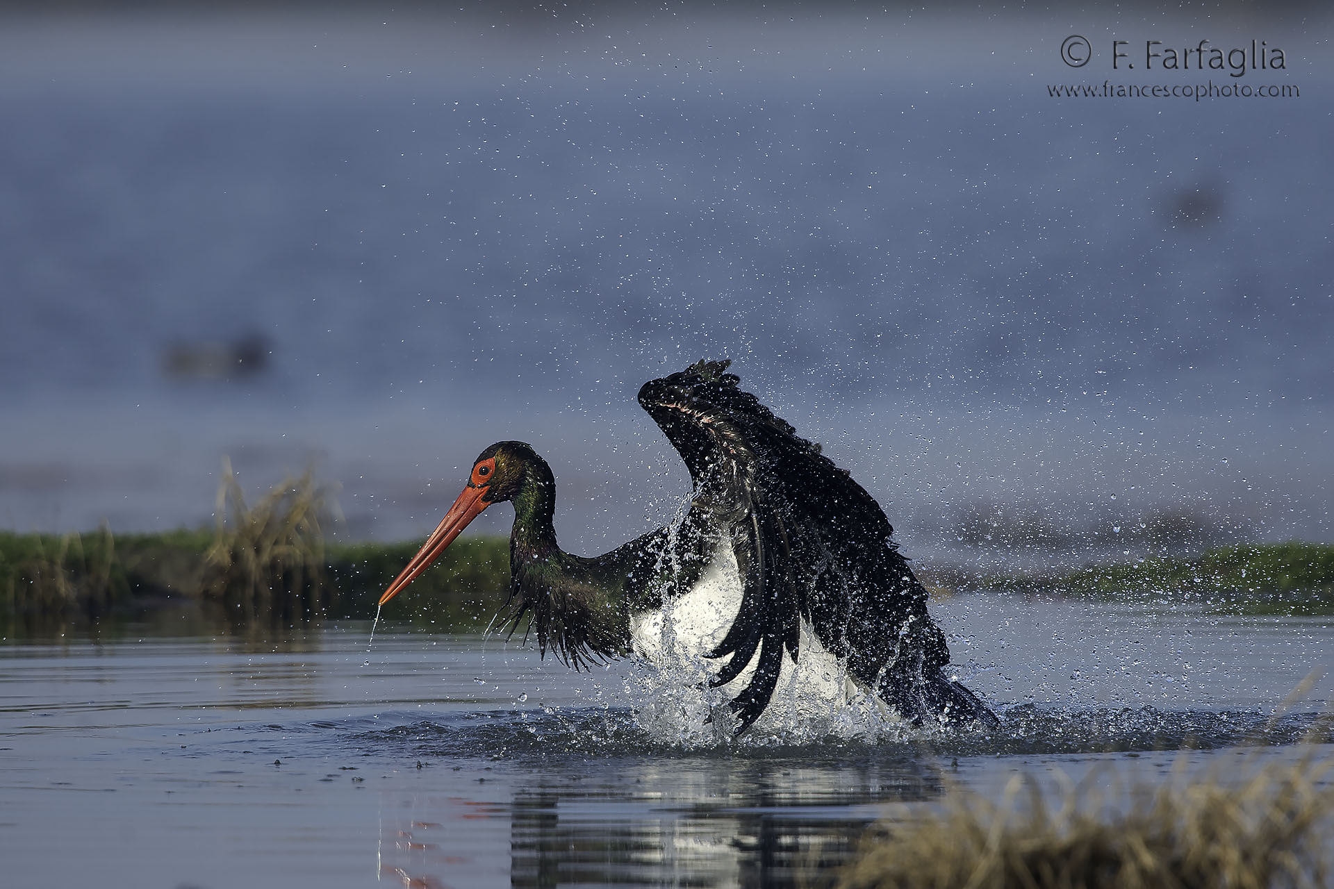 Cicogna nera al bagno