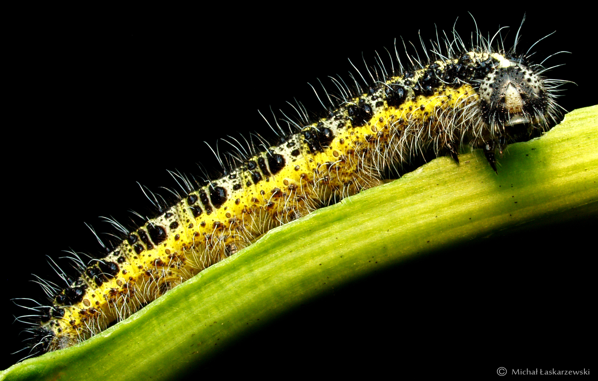 Caterpillar_6