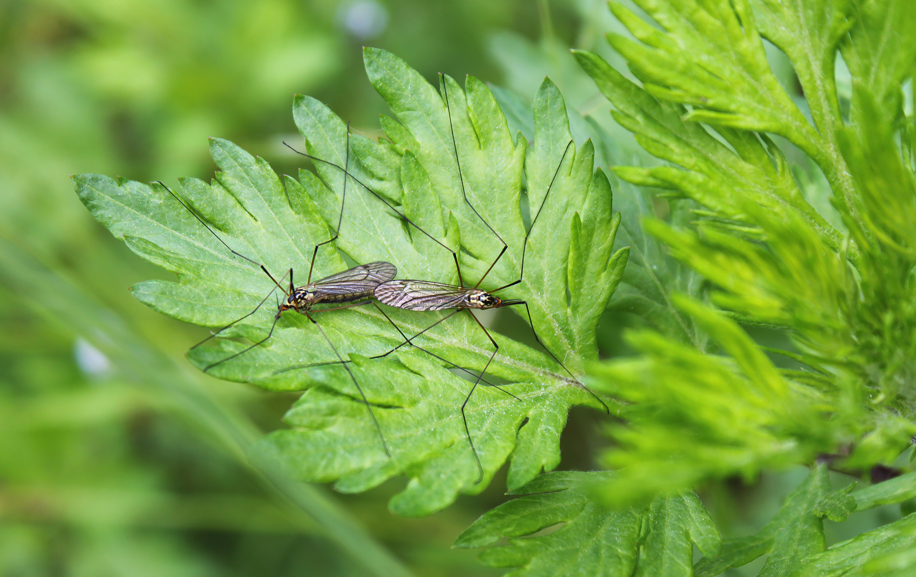 pulci d' acqua fuori dall' acqua