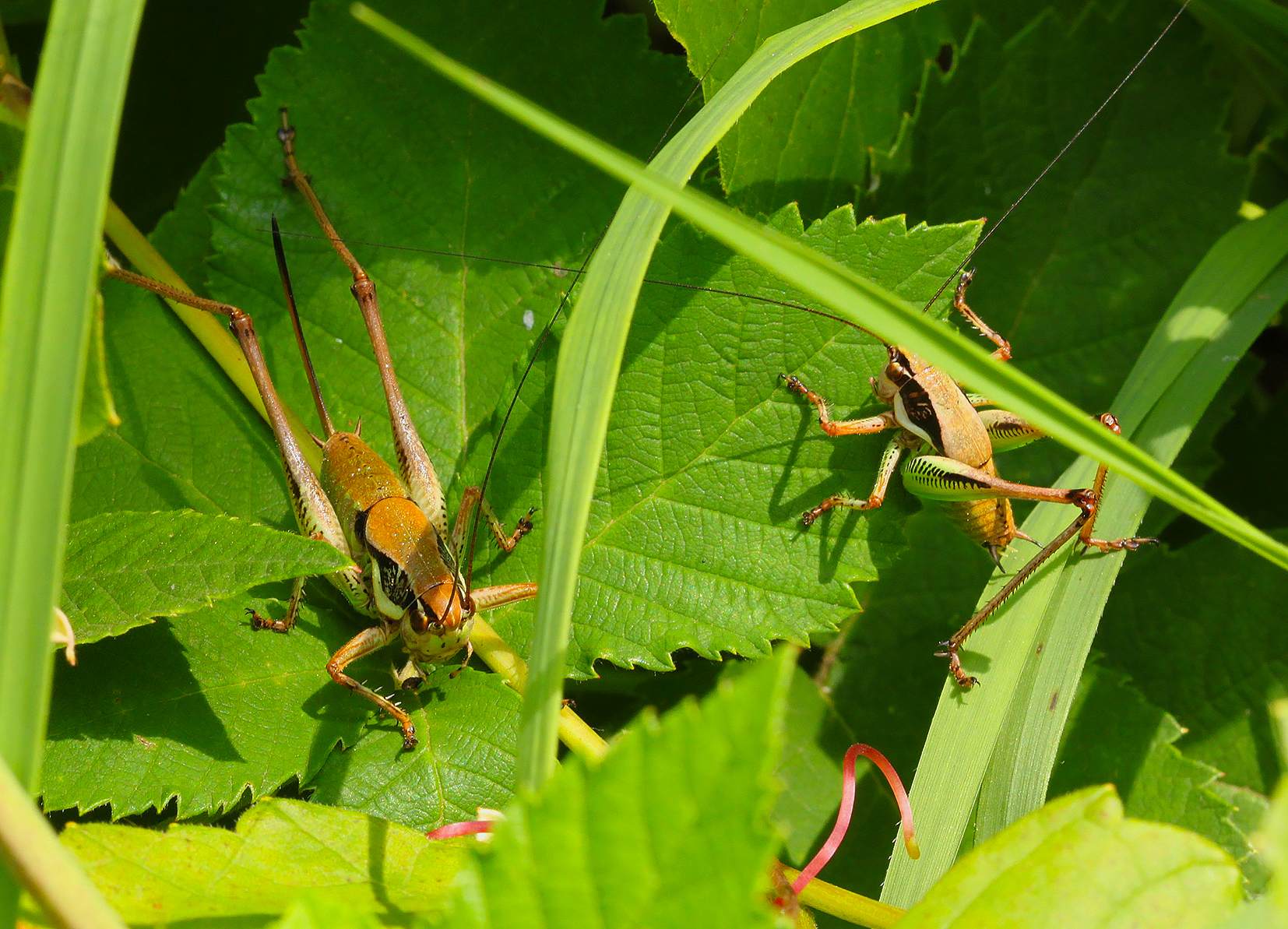 cavallette su foglia
