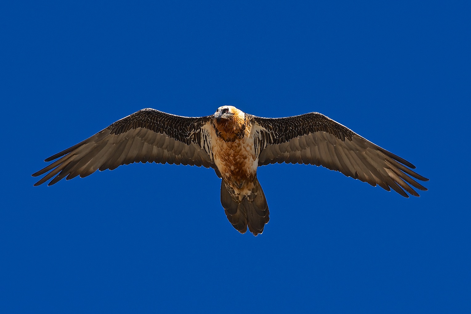 Bearded Vulture