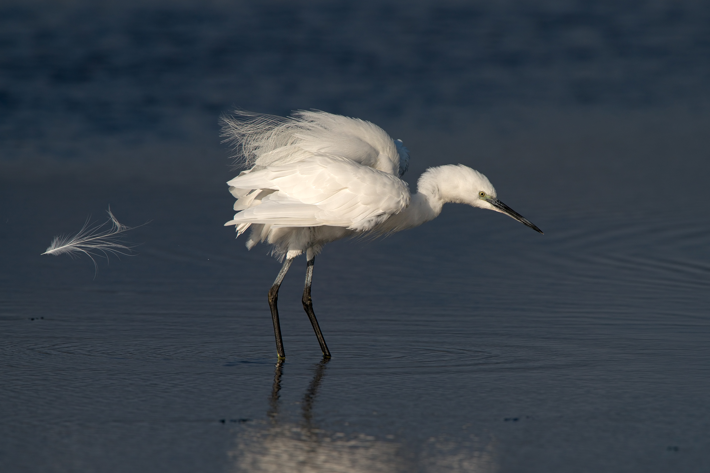 la garzetta arruffata e la piuma