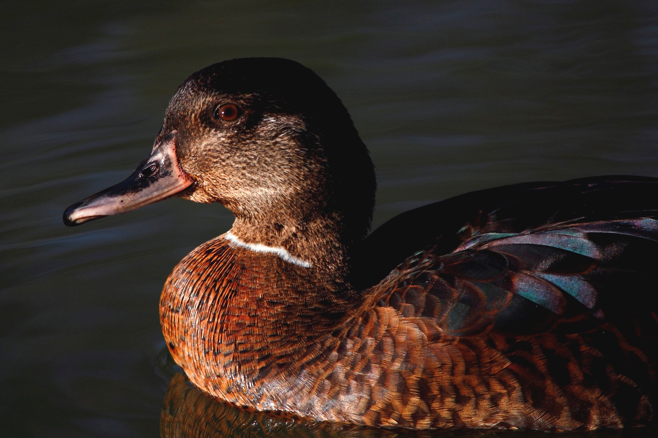 femmina di germano nero americano