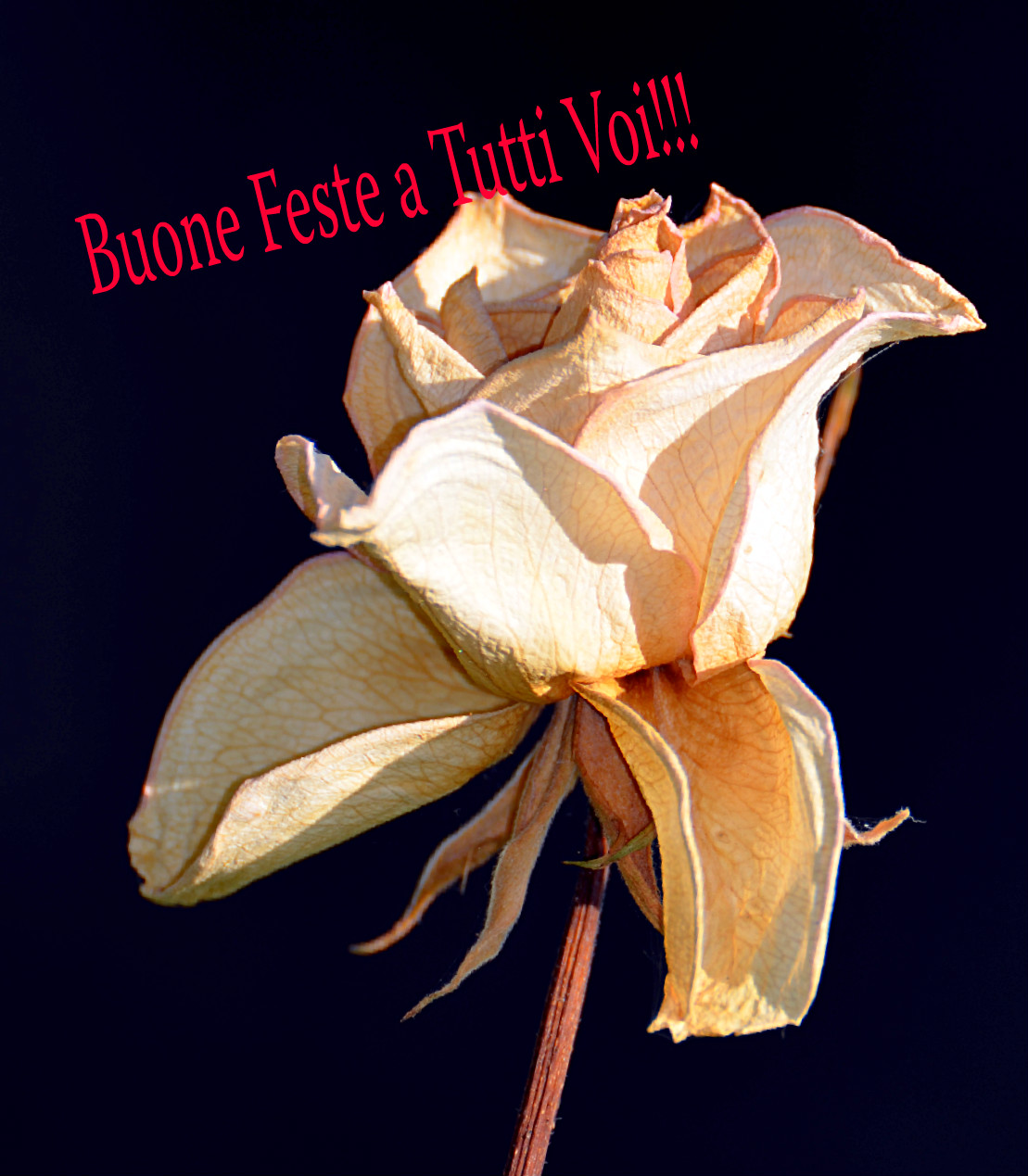 Tanti Auguri a tutti!