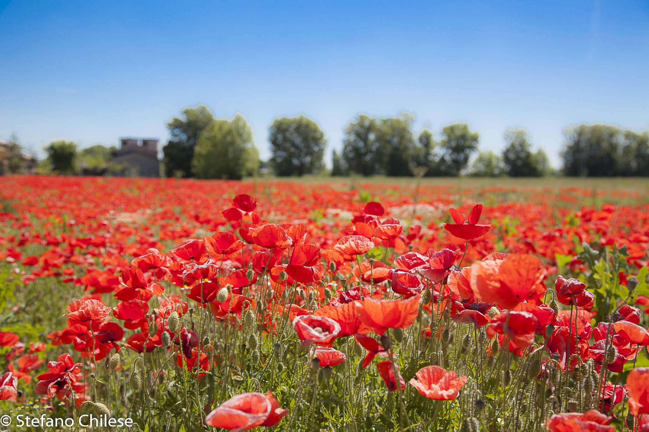 Campo di Papaveri