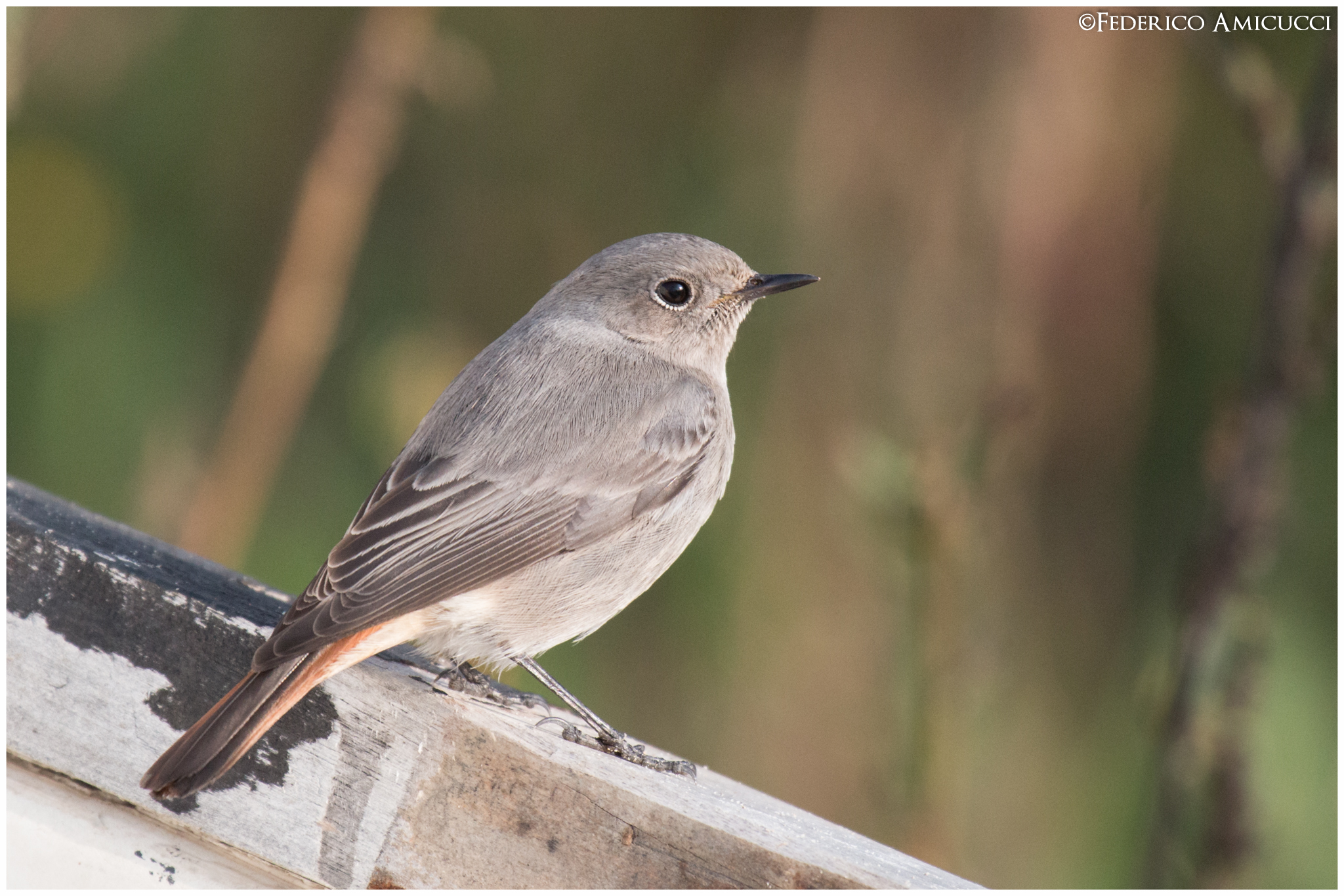 Codirosso Spazzacamino sul molo