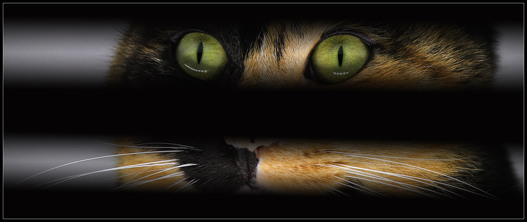 The eyes of catherine