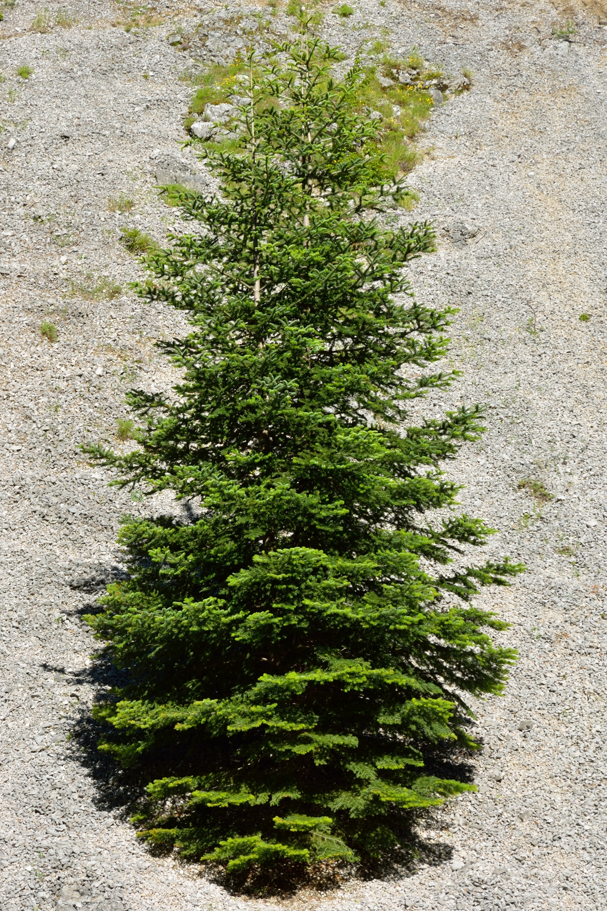 Mount Carrier Lakes Pilate