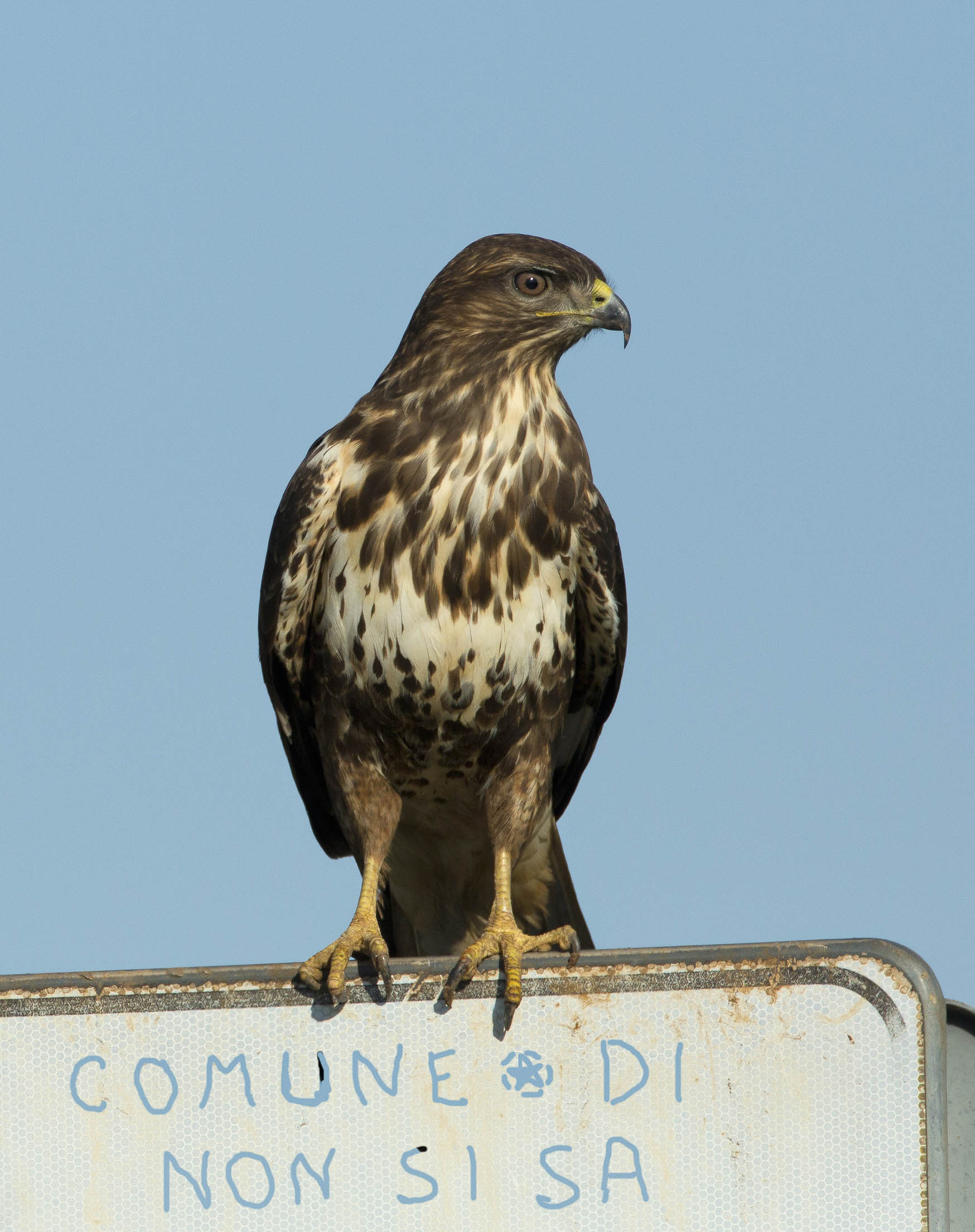 vive in un posto troppo facile da trovare.....