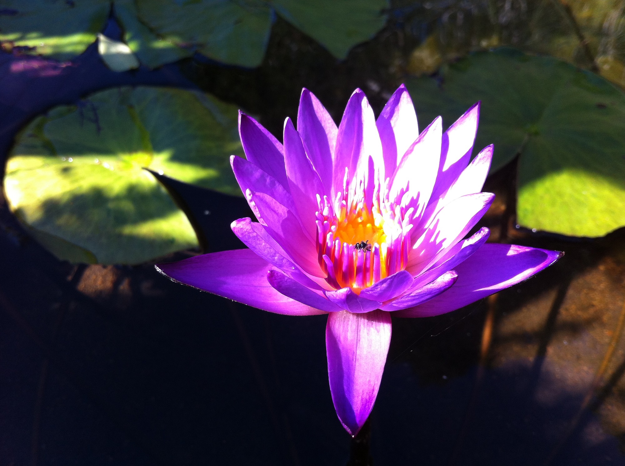 Waterlily